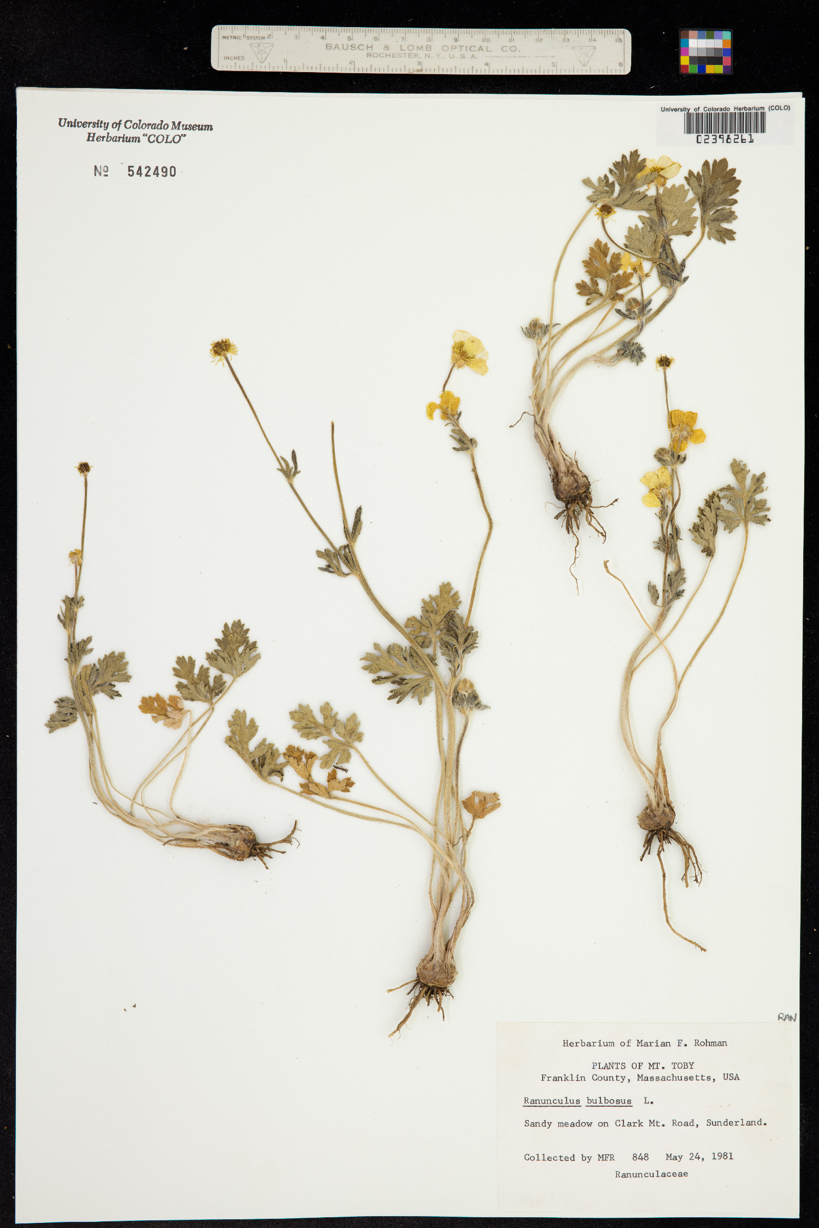 Ranunculus bulbosus image