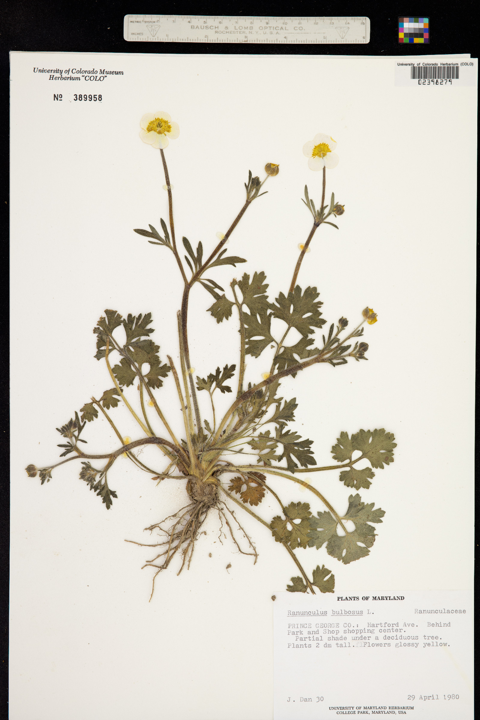Ranunculus bulbosus image
