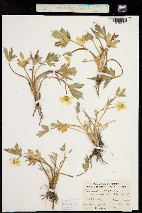 Image of Ranunculus californicus
