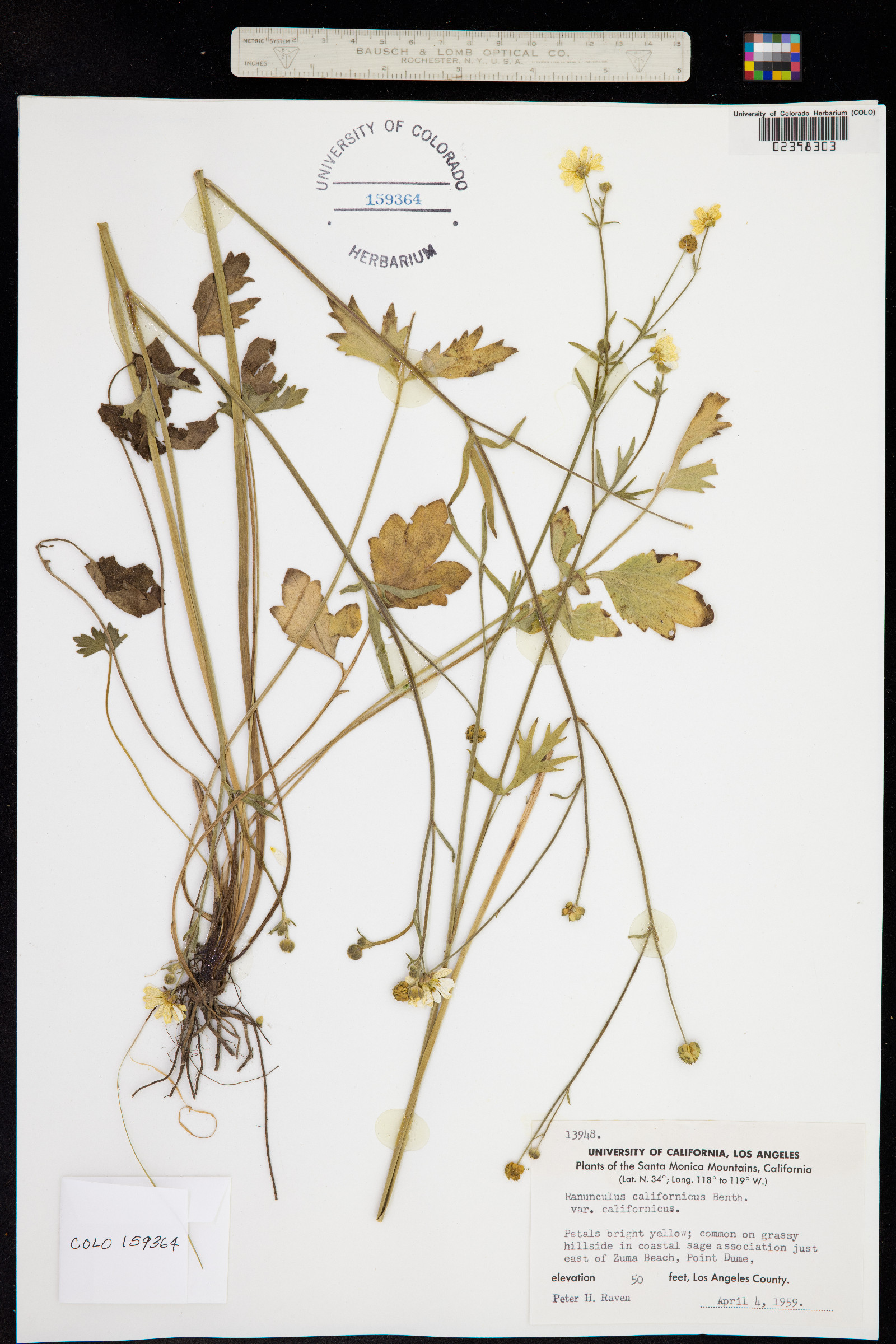 Ranunculus californicus image