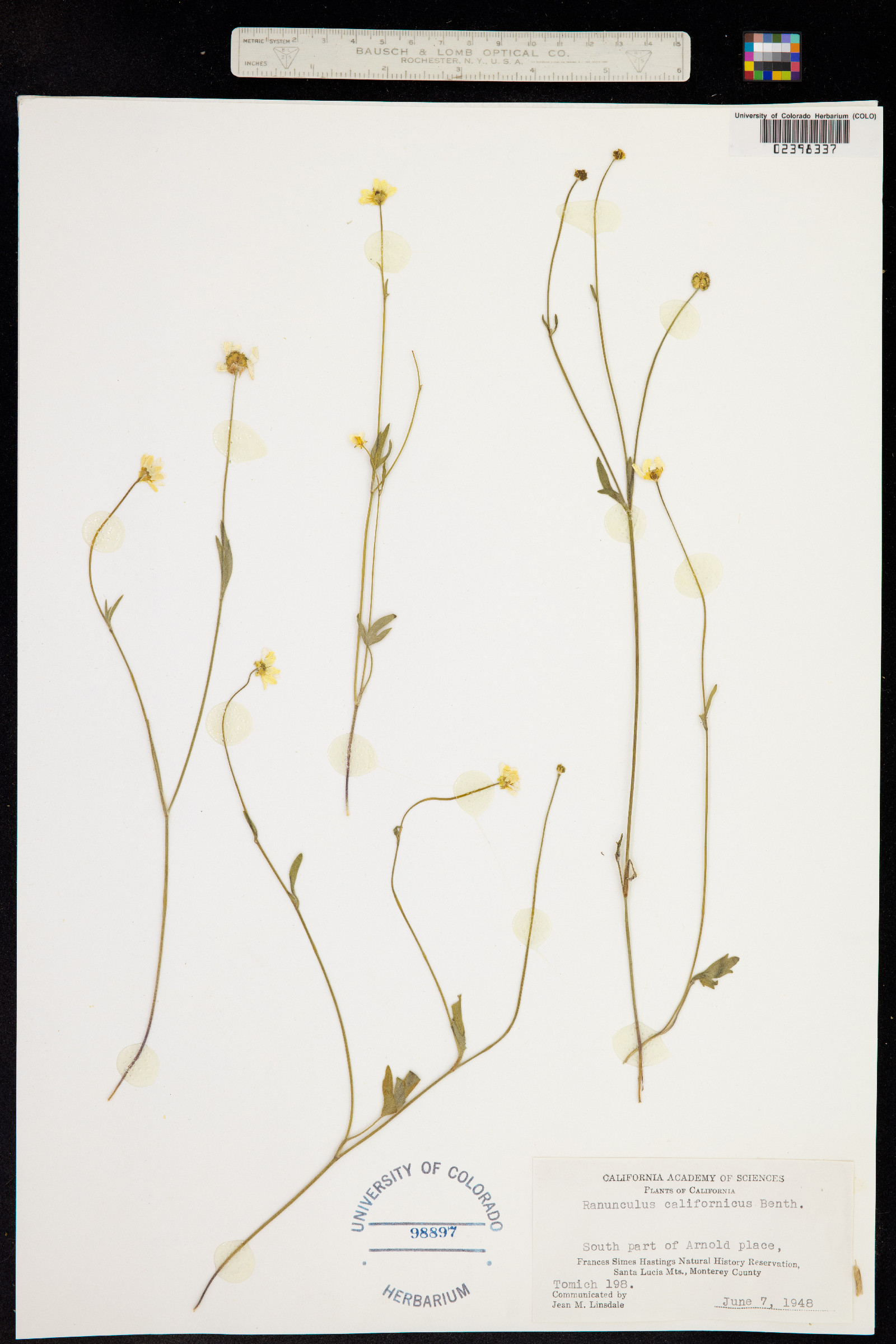 Ranunculus californicus image