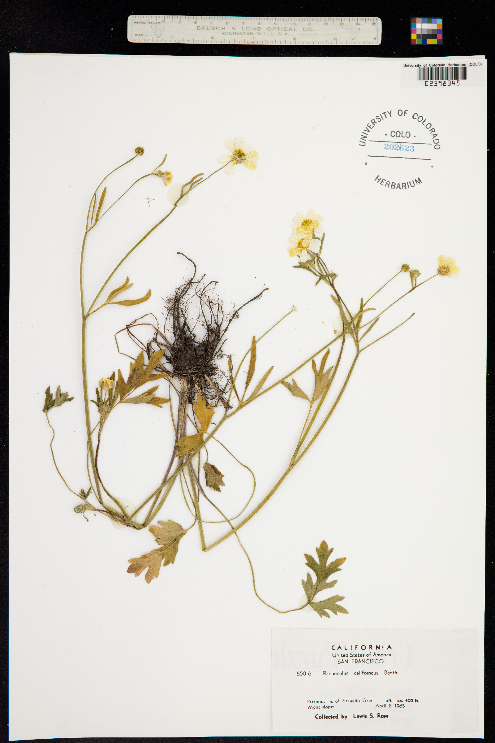 Ranunculus californicus image