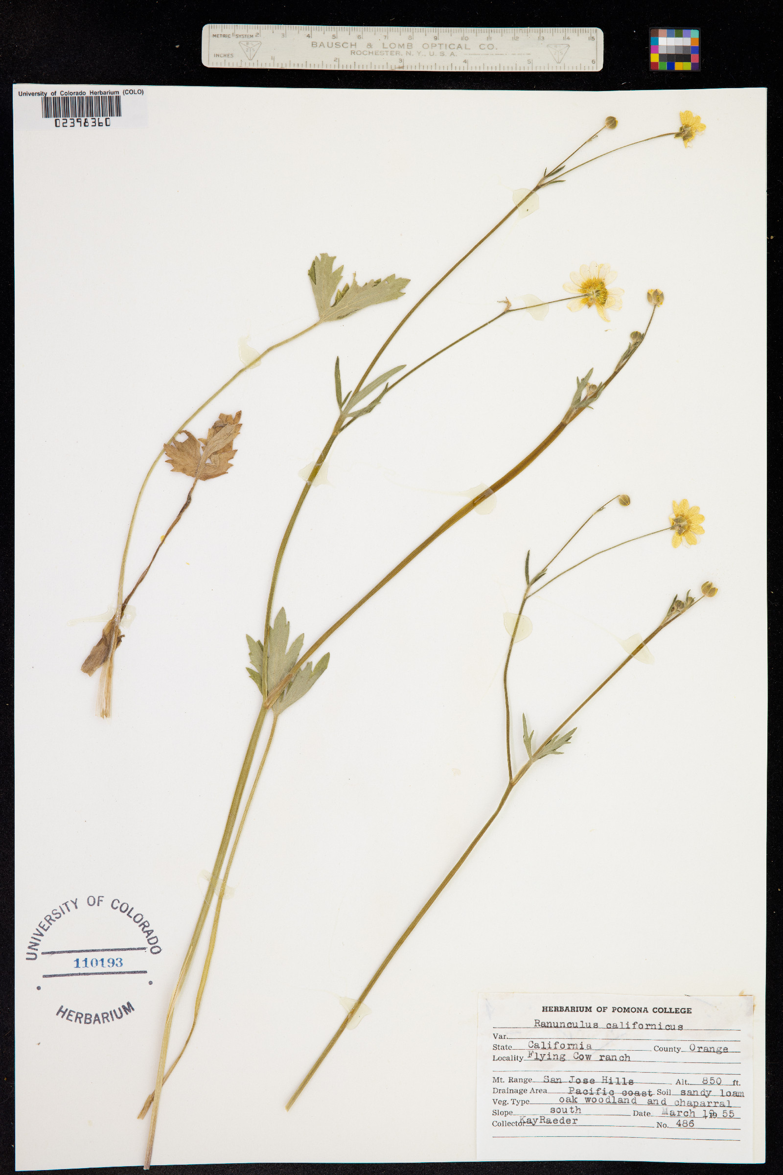 Ranunculus californicus image