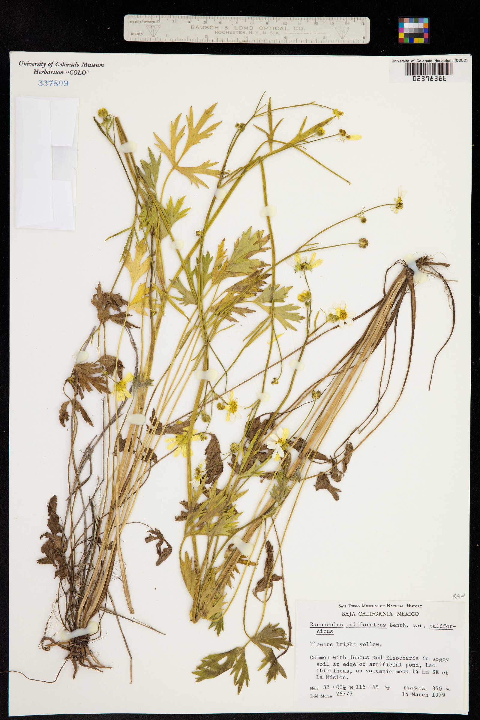 Ranunculus californicus image