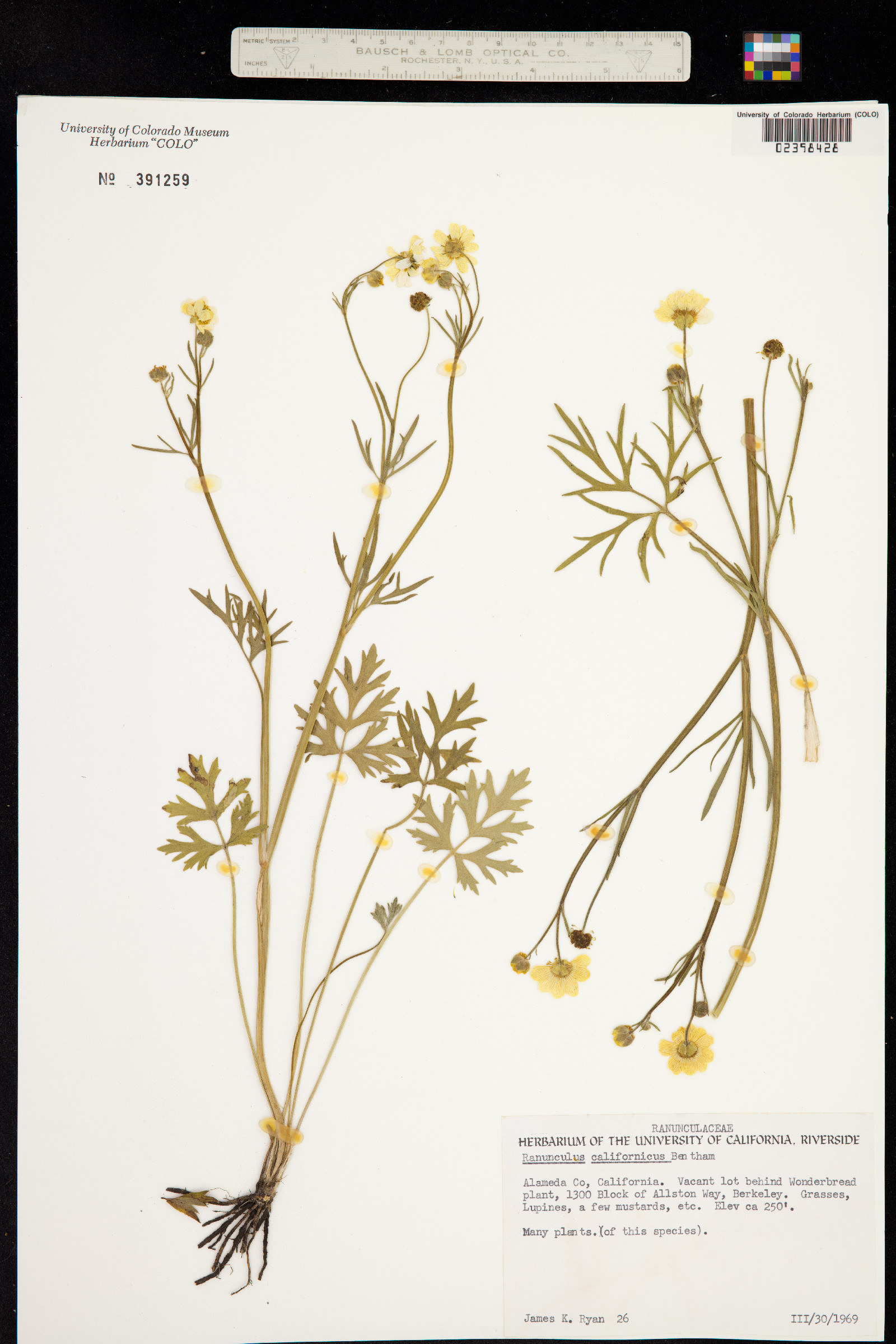 Ranunculus californicus image