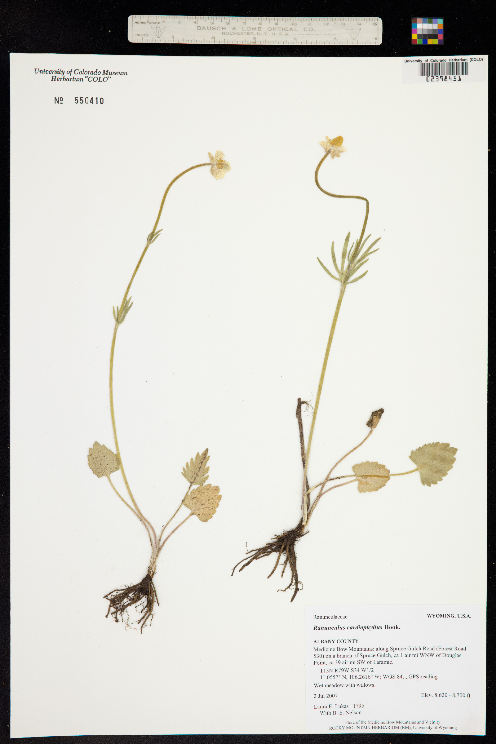 Ranunculus cardiophyllus image