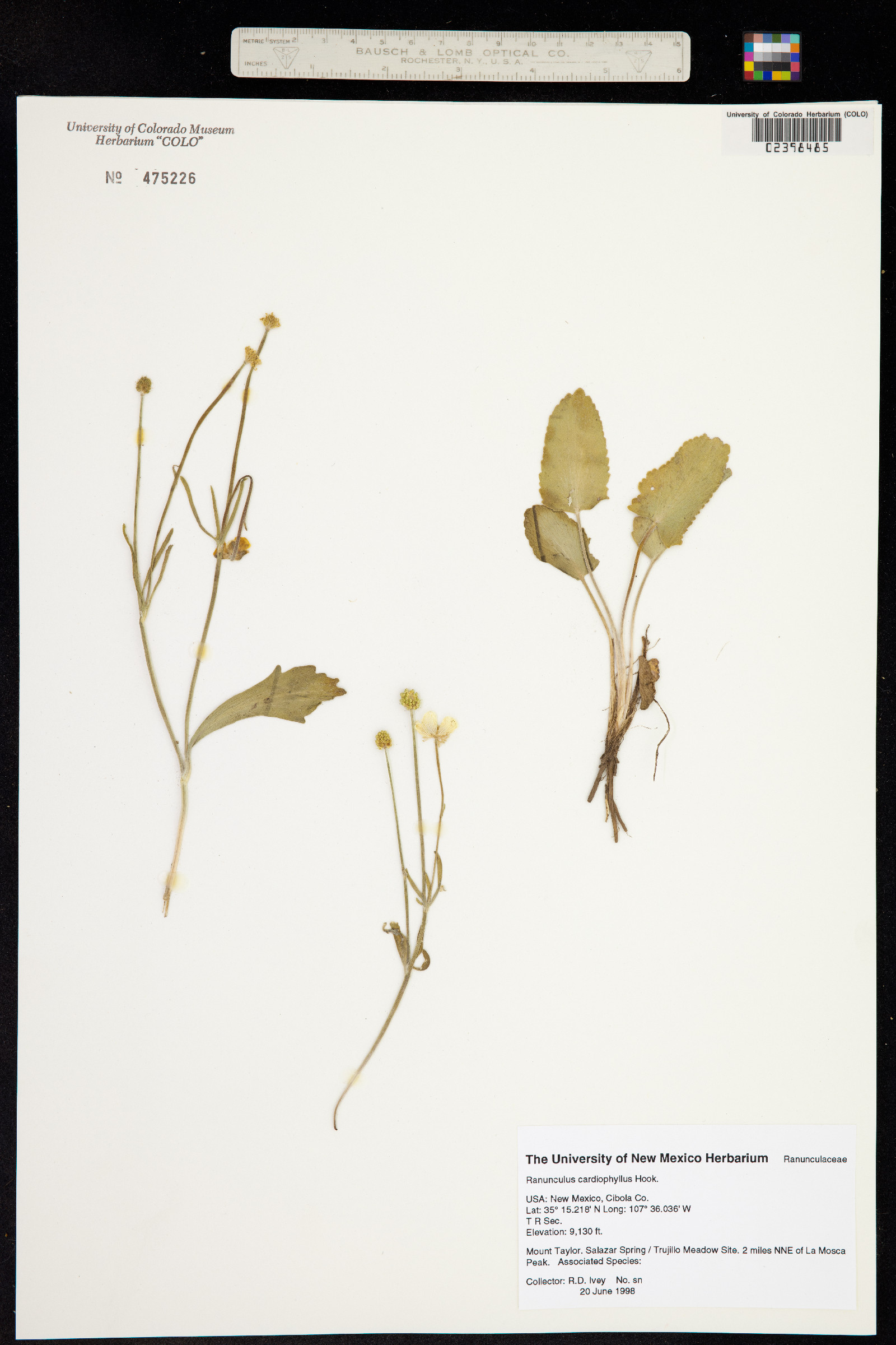 Ranunculus cardiophyllus image