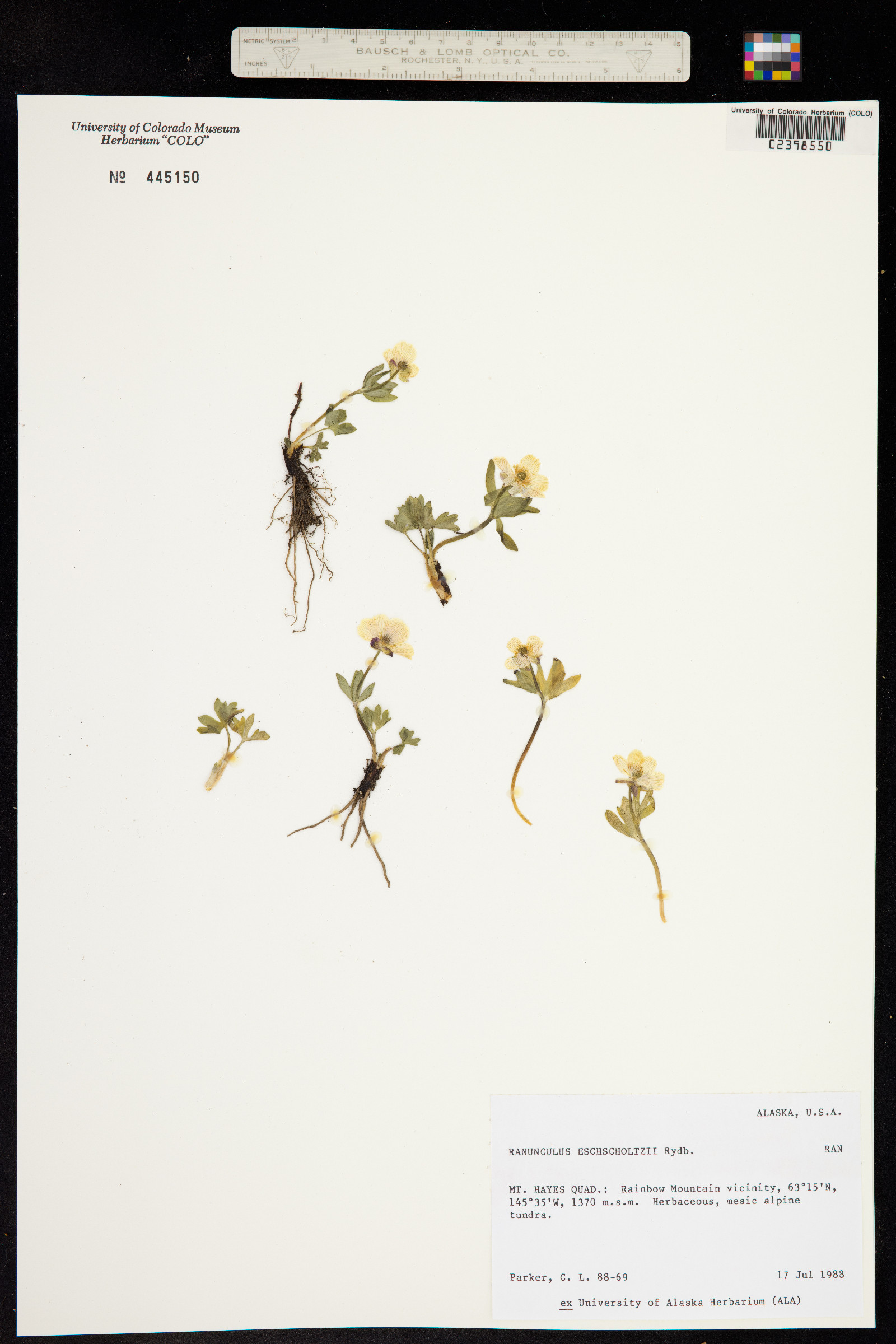 Ranunculus eschscholtzii image