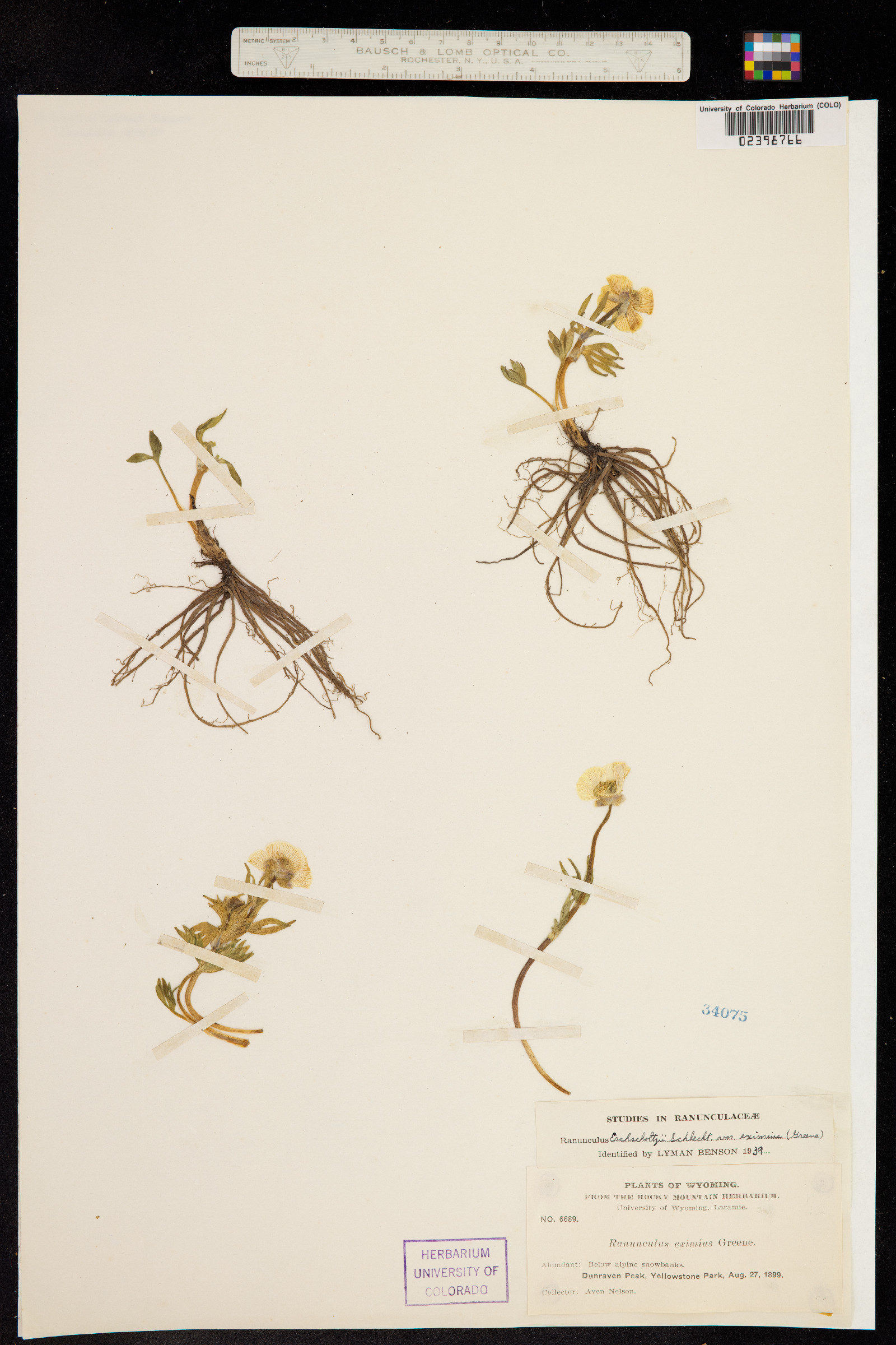 Ranunculus eschscholtzii image