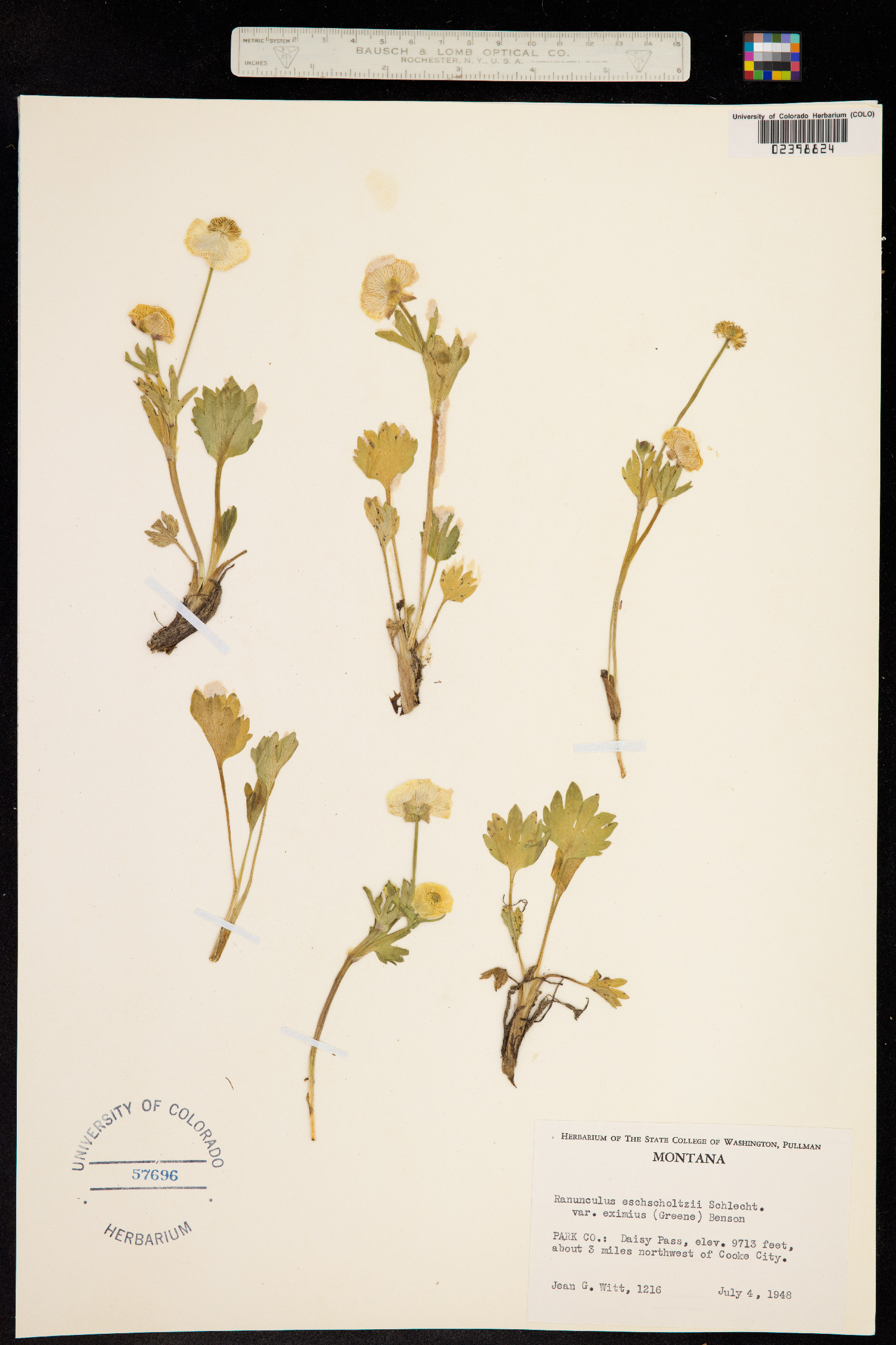 Ranunculus eschscholtzii image
