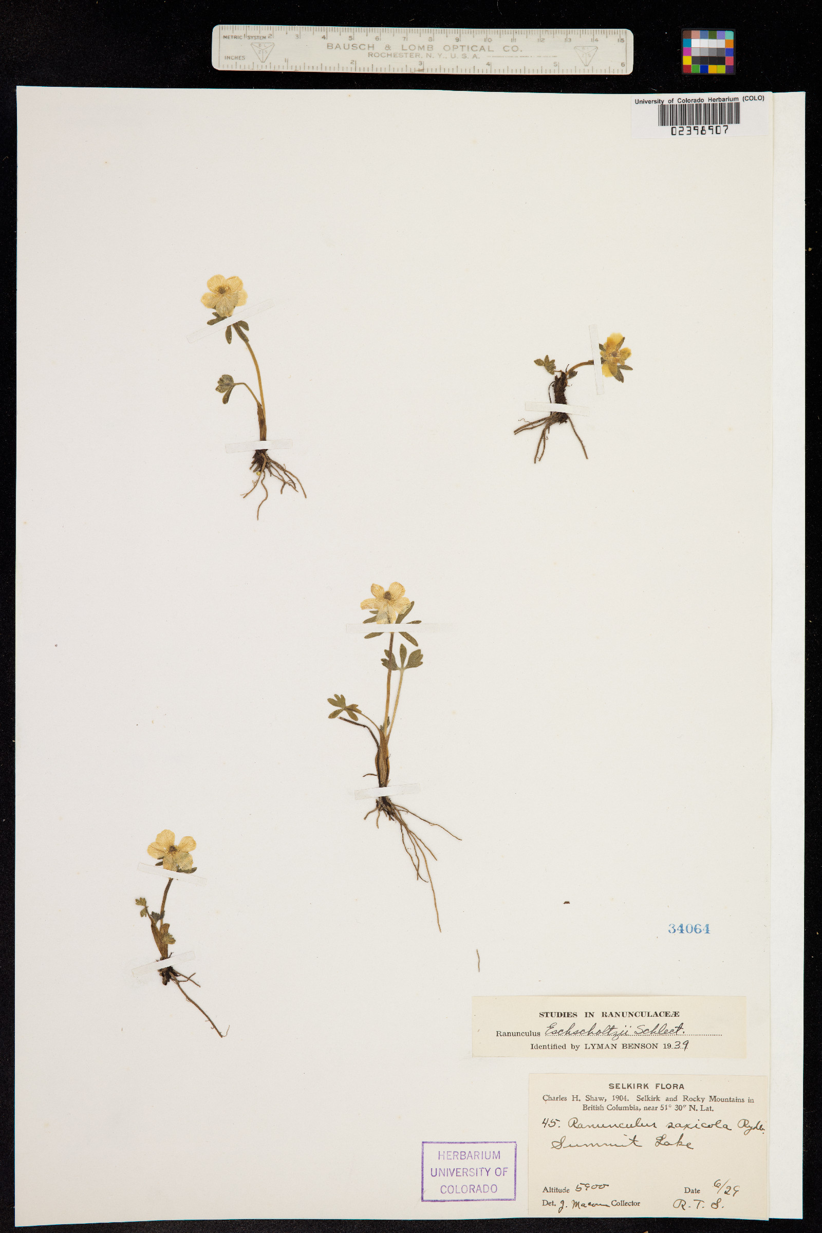 Ranunculus image