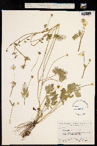 Image of Ranunculus nitidus