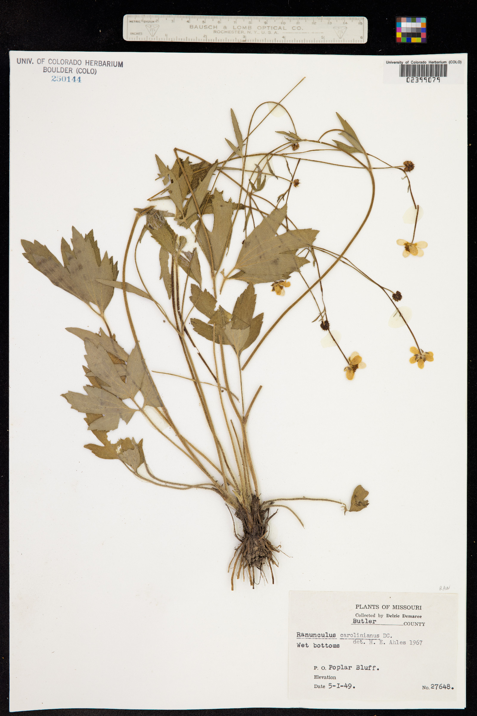 Ranunculus hispidus var. nitidus image