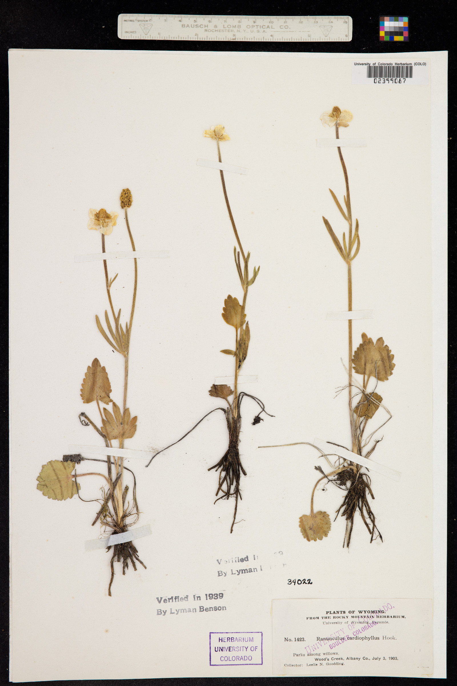Ranunculus cardiophyllus image