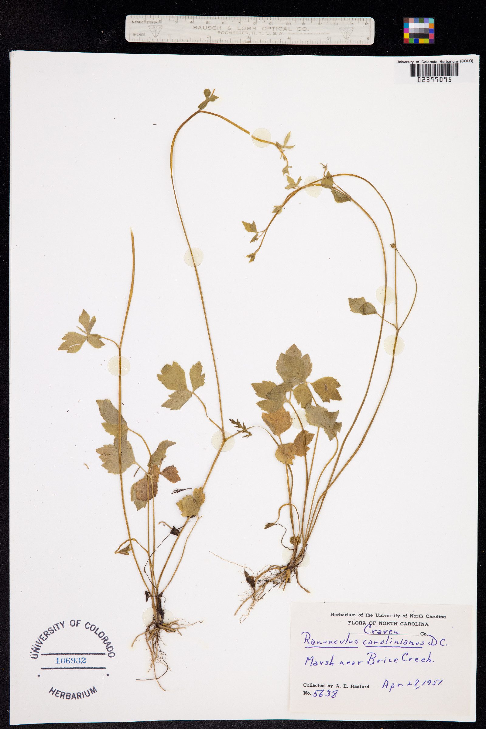Ranunculus hispidus image