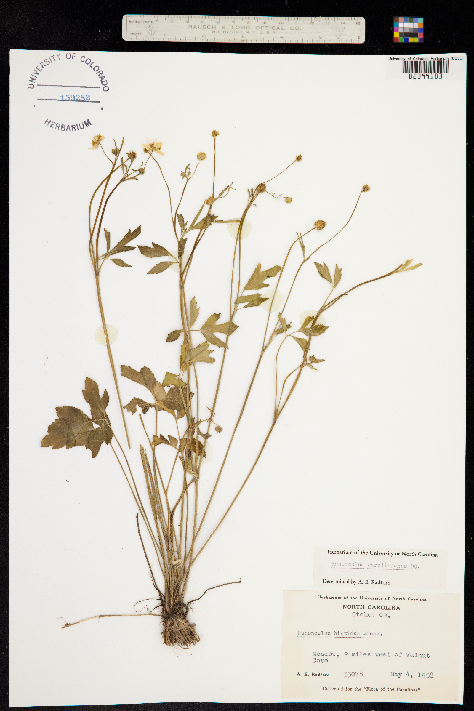 Ranunculus hispidus var. nitidus image