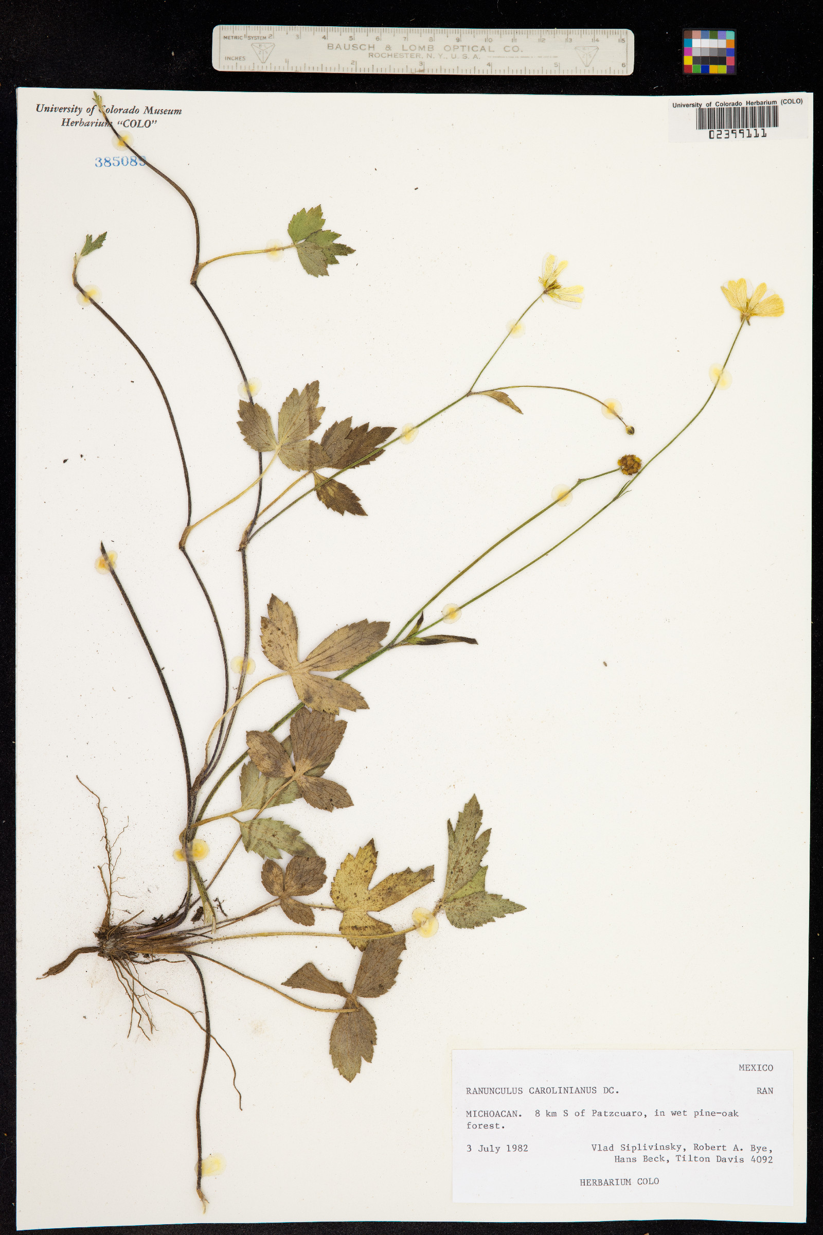 Ranunculus hispidus image