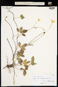 Ranunculus carolinianus image