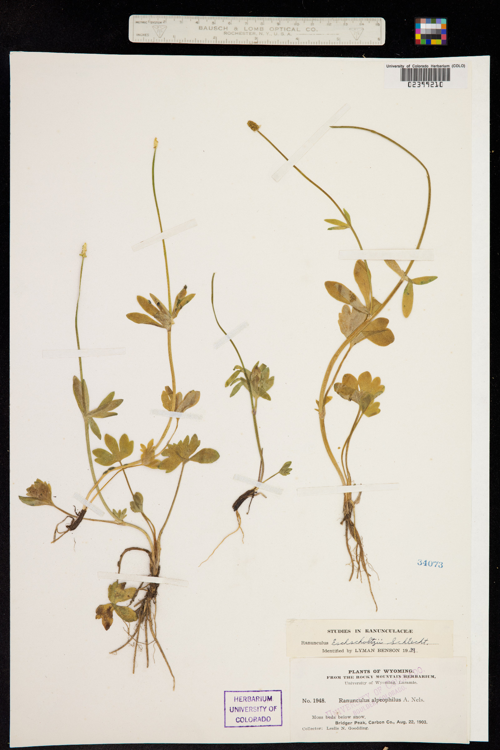 Ranunculus eschscholtzii image