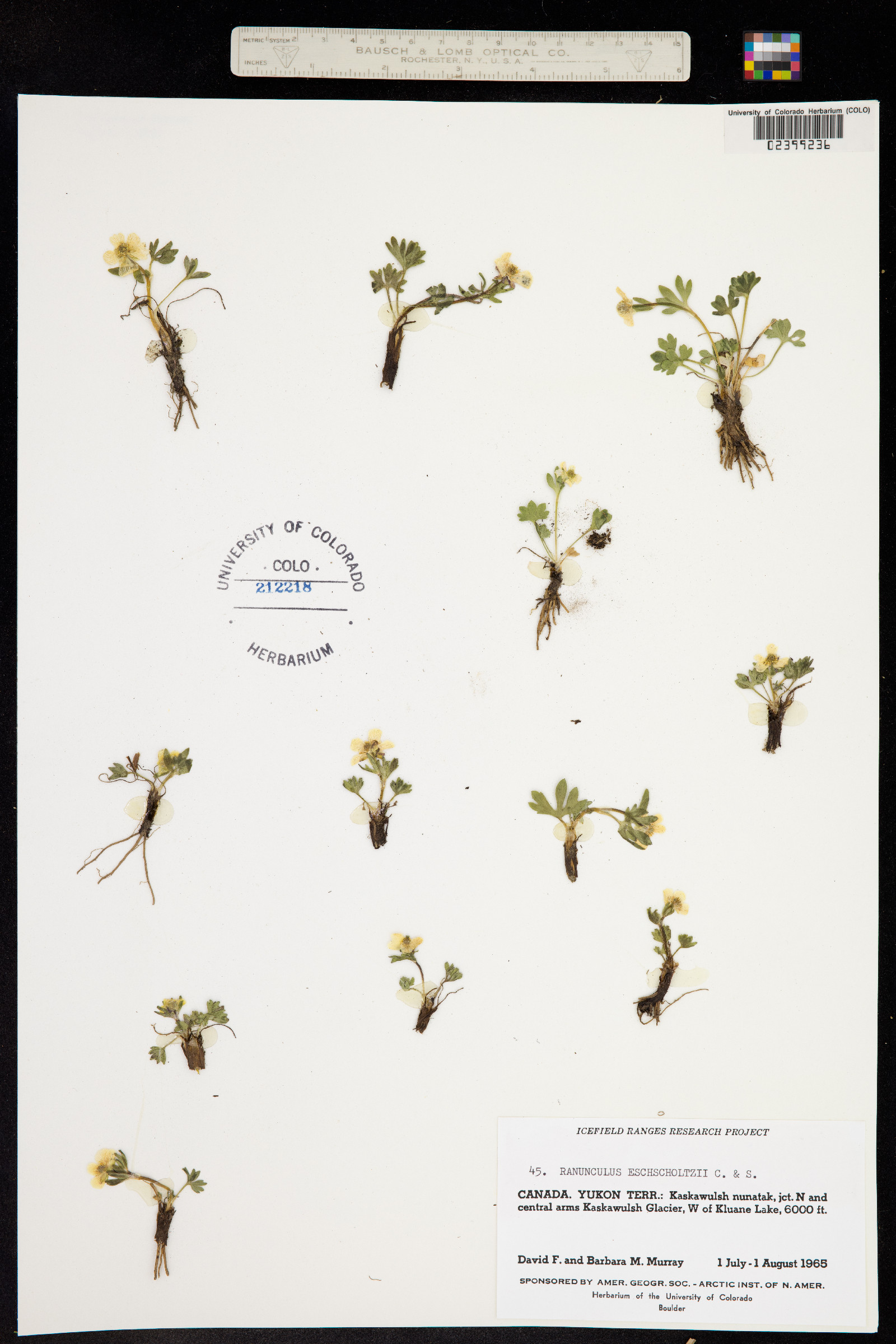 Ranunculus eschscholtzii image