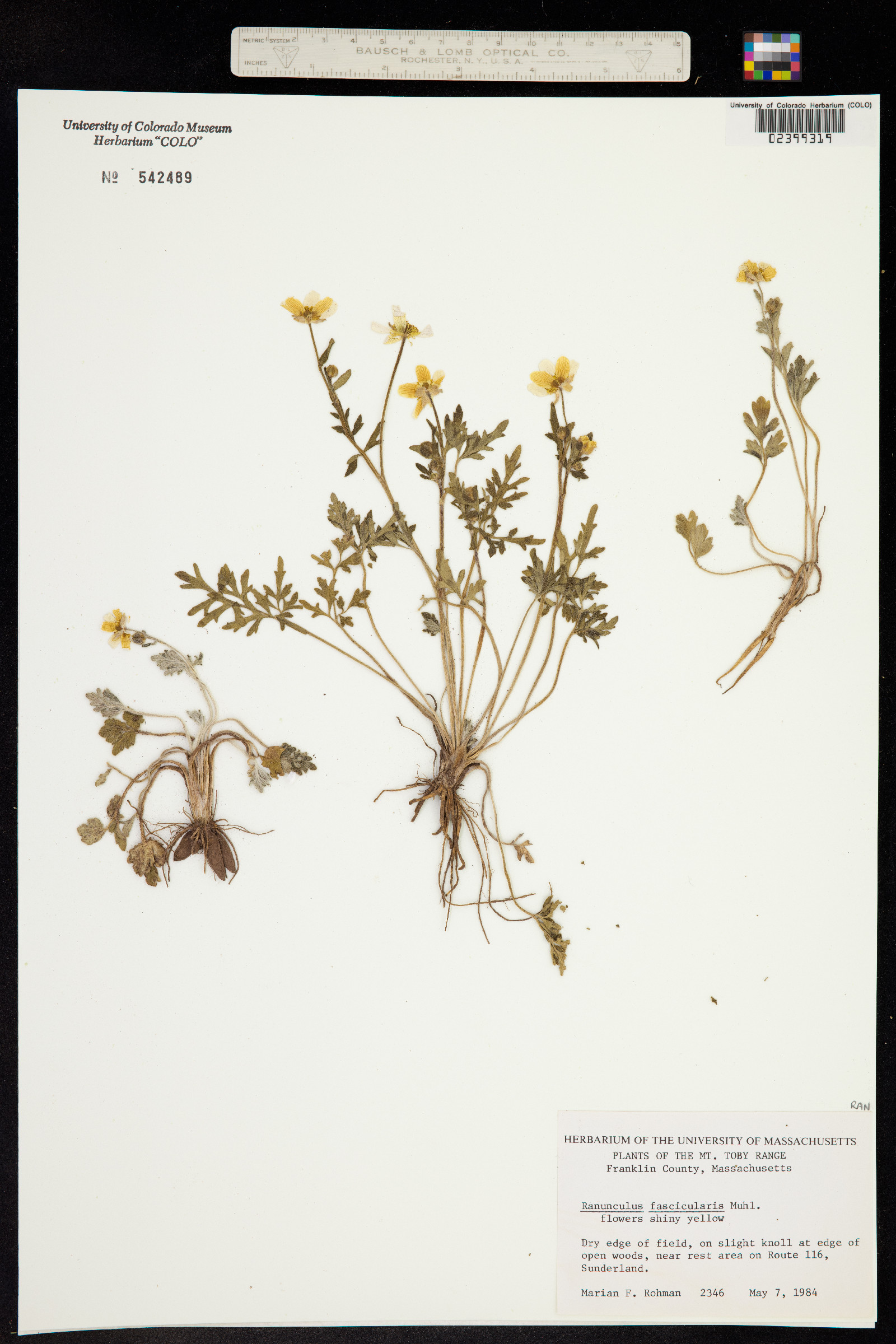 Ranunculus fascicularis image