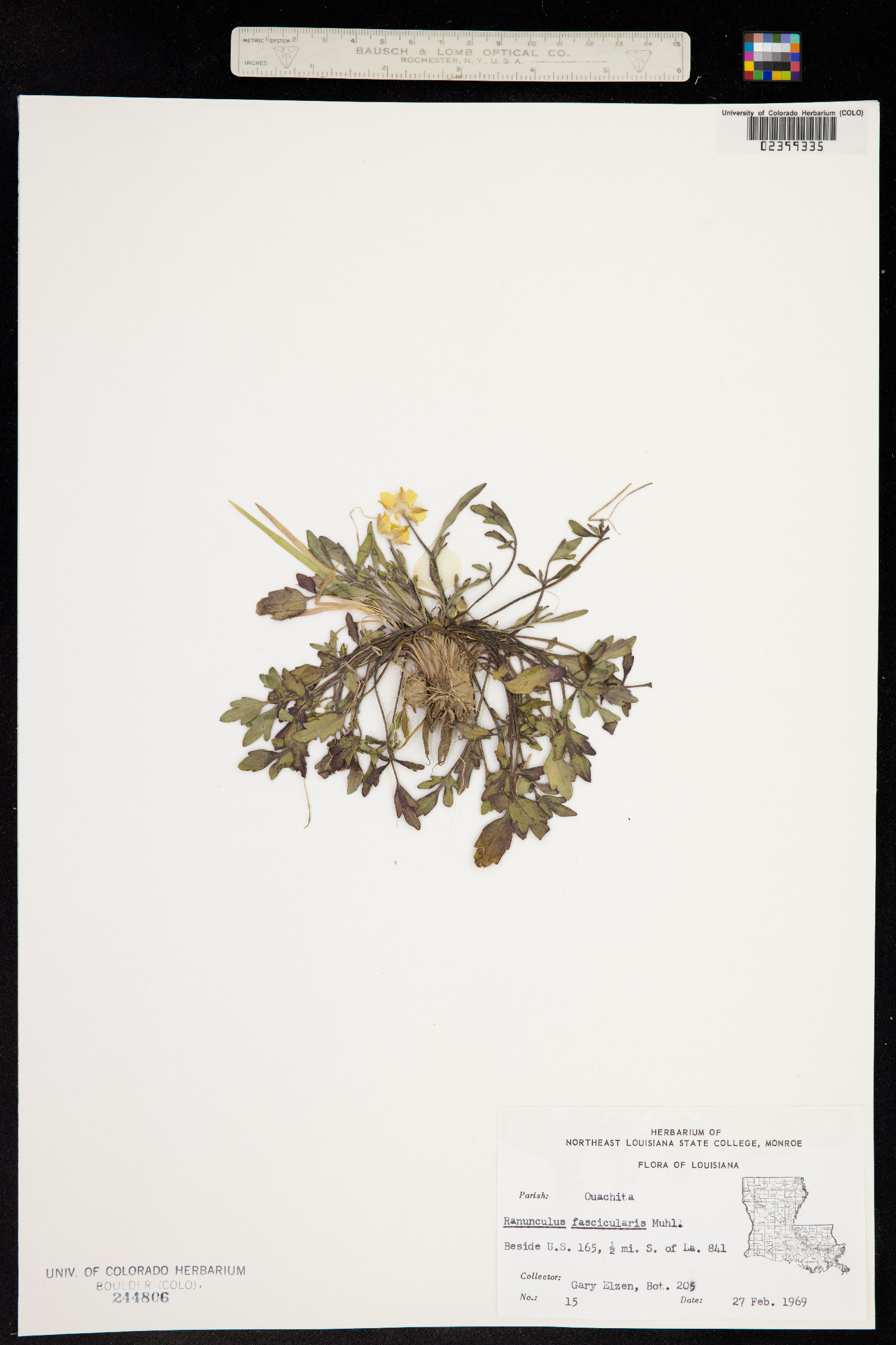 Ranunculus fascicularis image