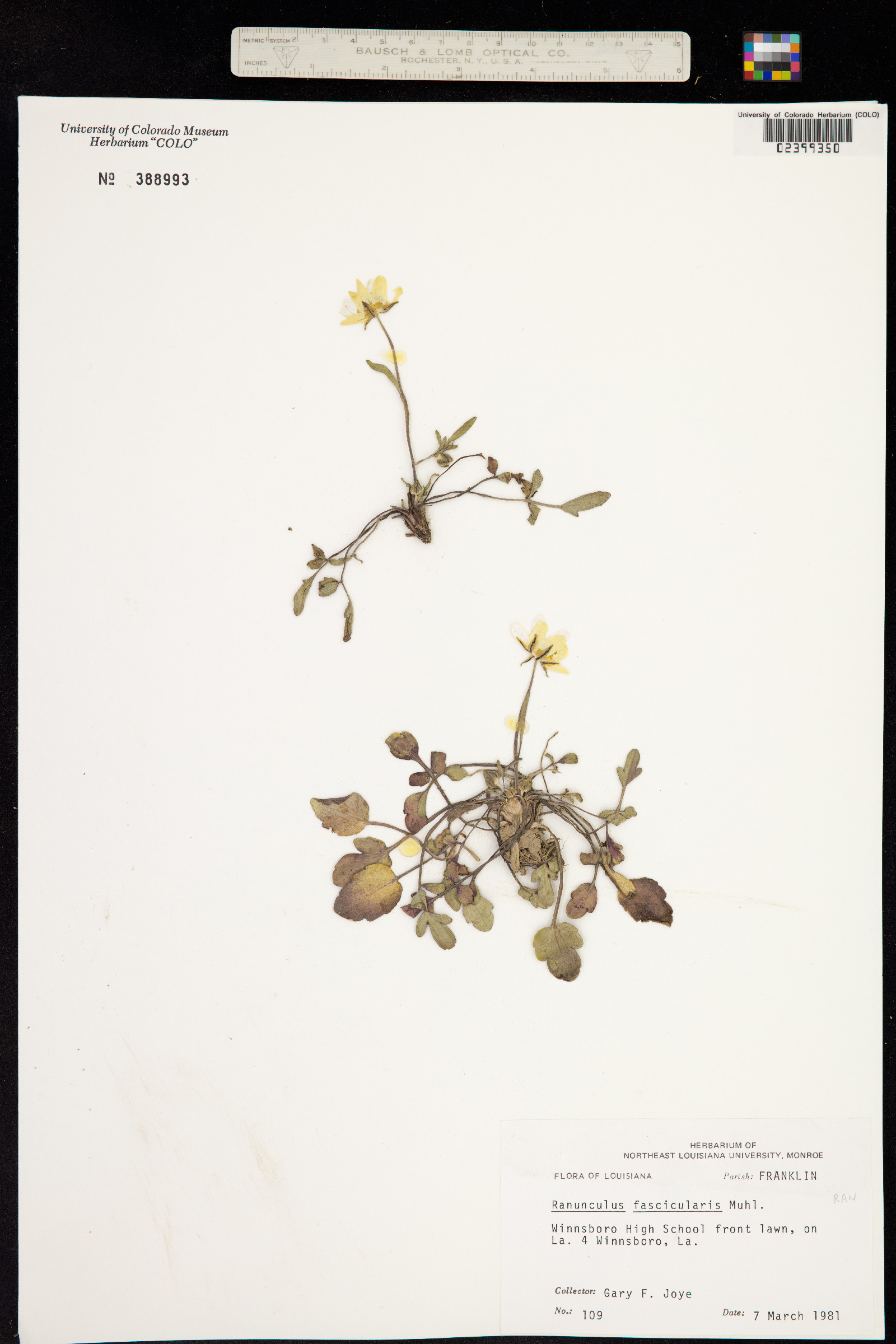 Ranunculus fascicularis image