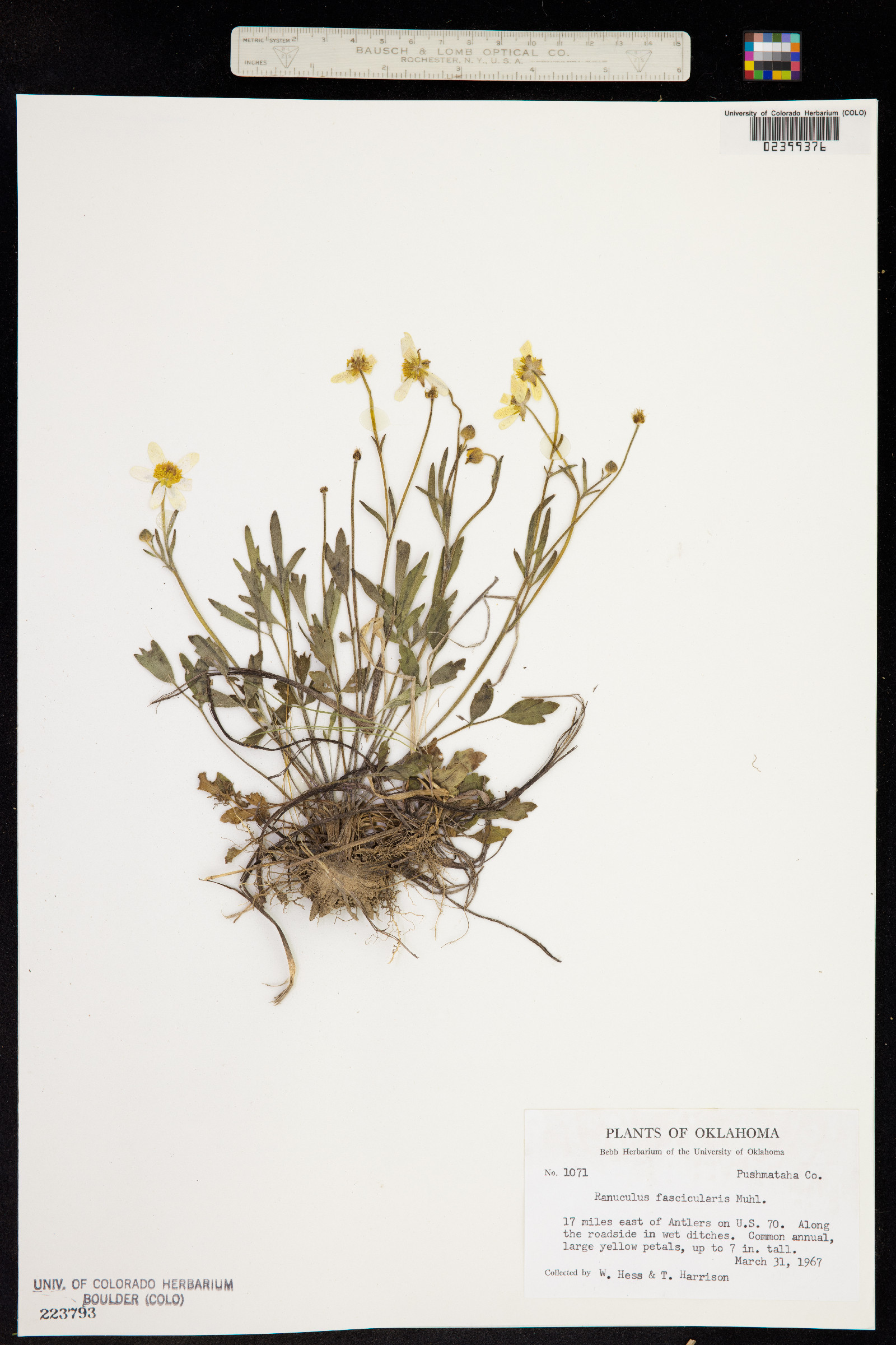 Ranunculus fascicularis image