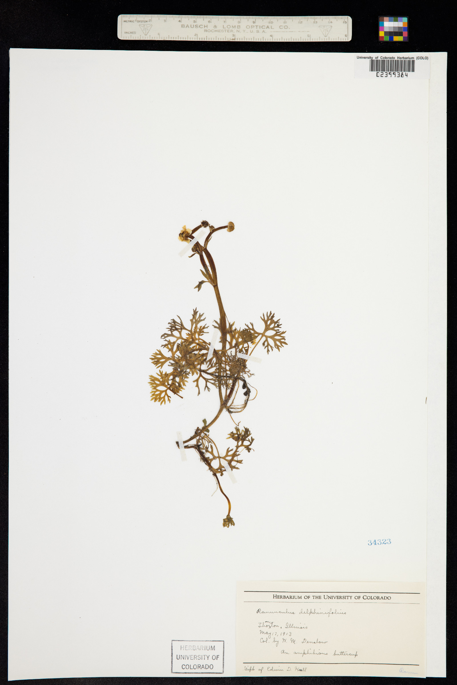 Ranunculus flabellaris image