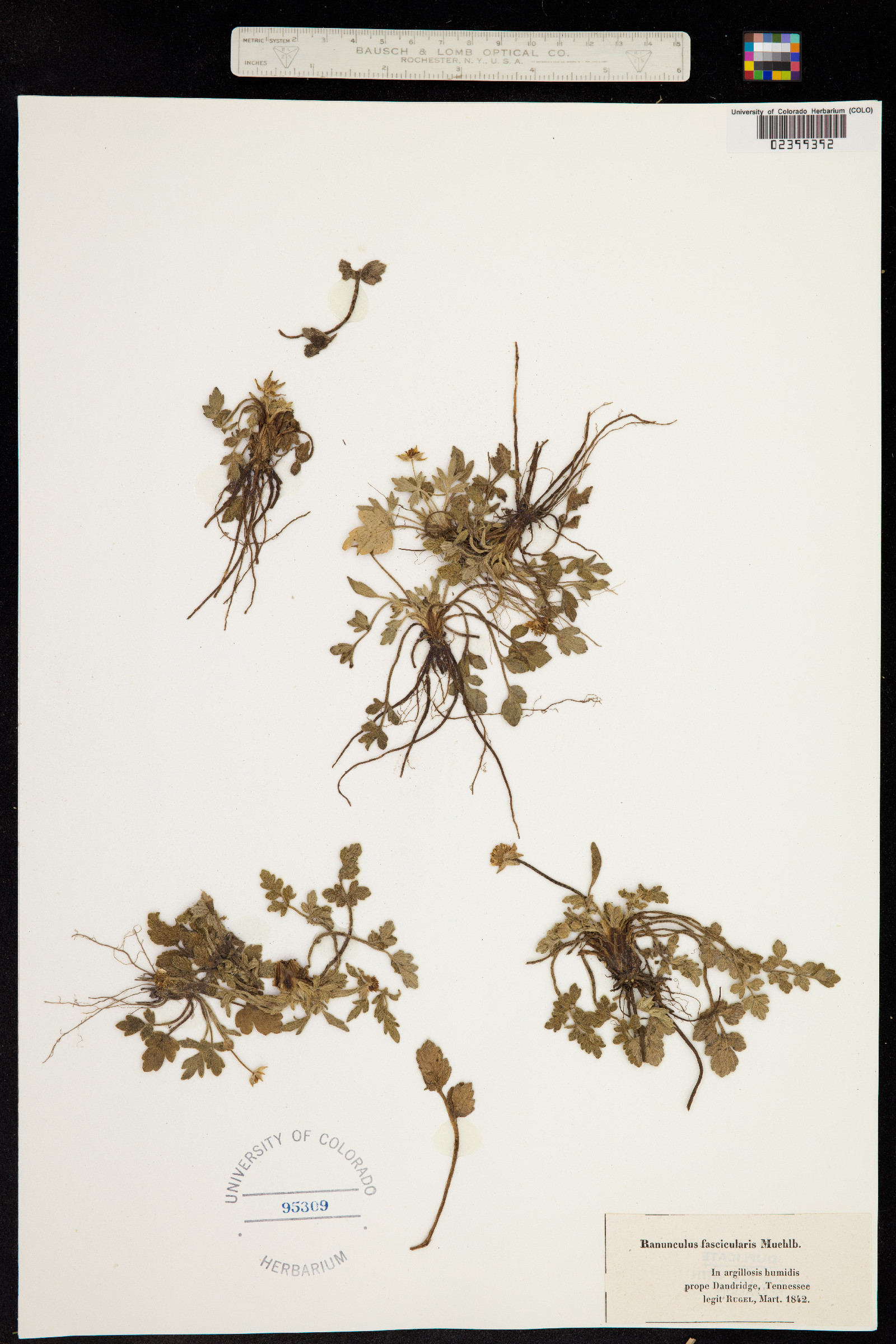 Ranunculus fascicularis image