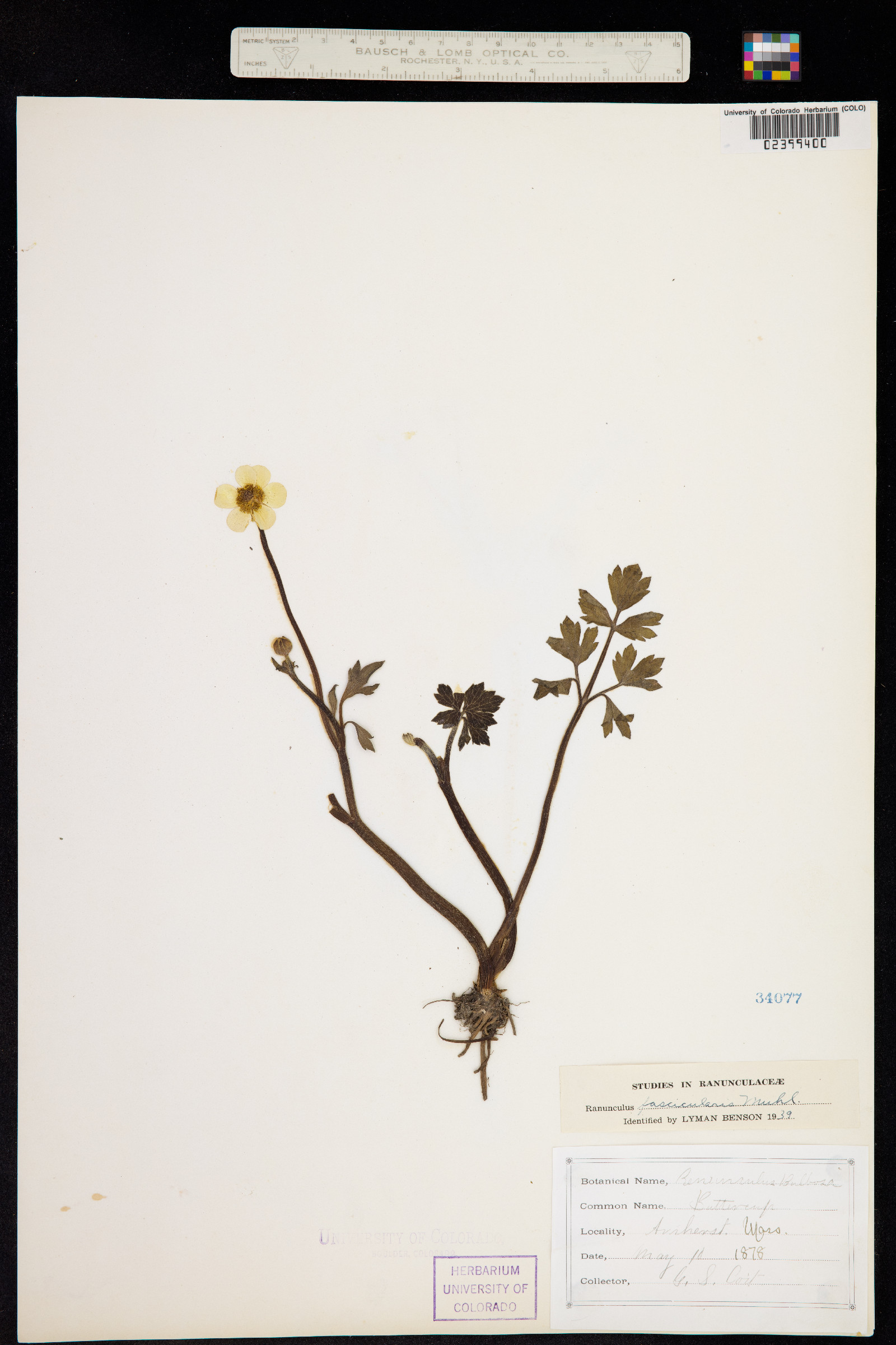 Ranunculus fascicularis image