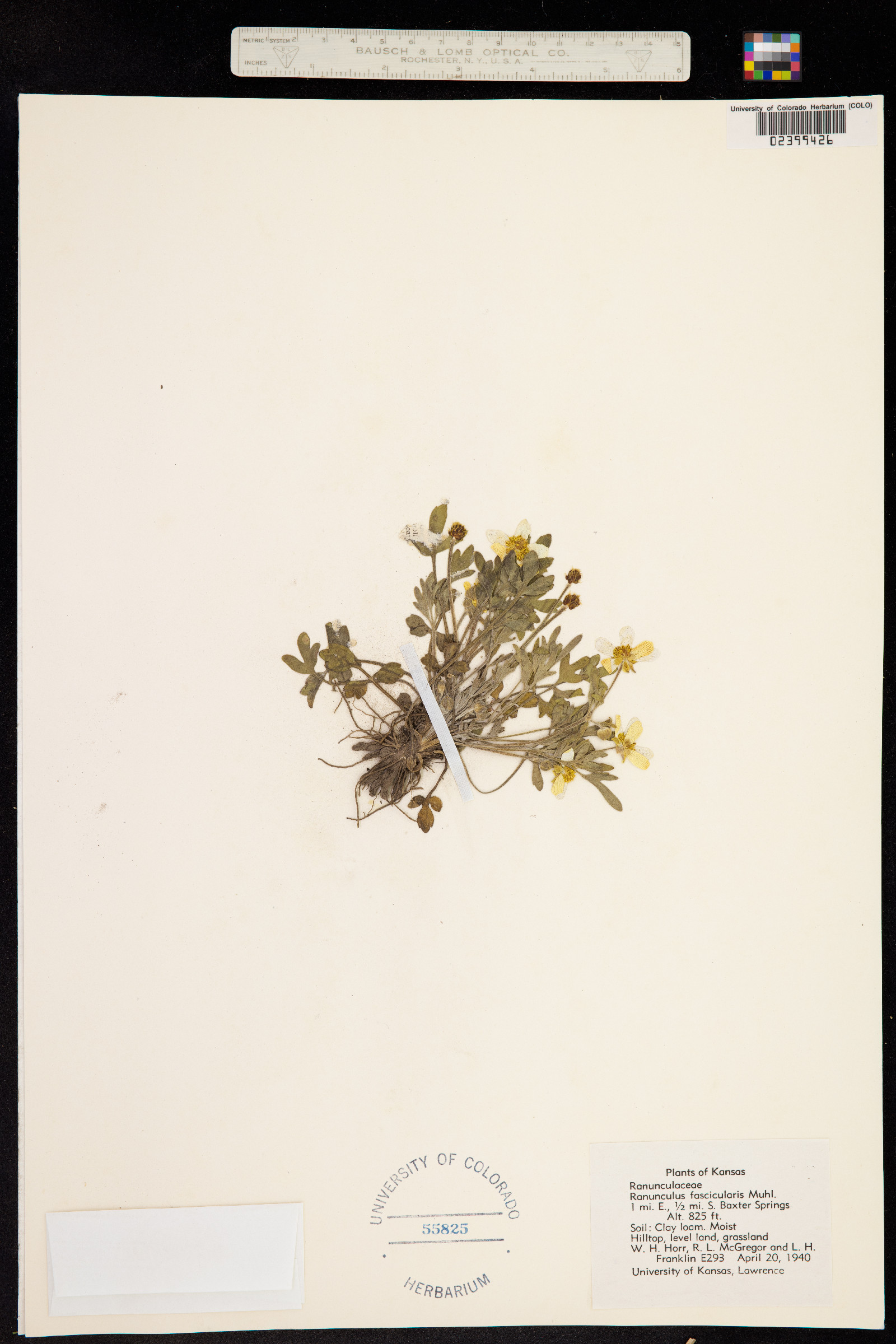 Ranunculus fascicularis image