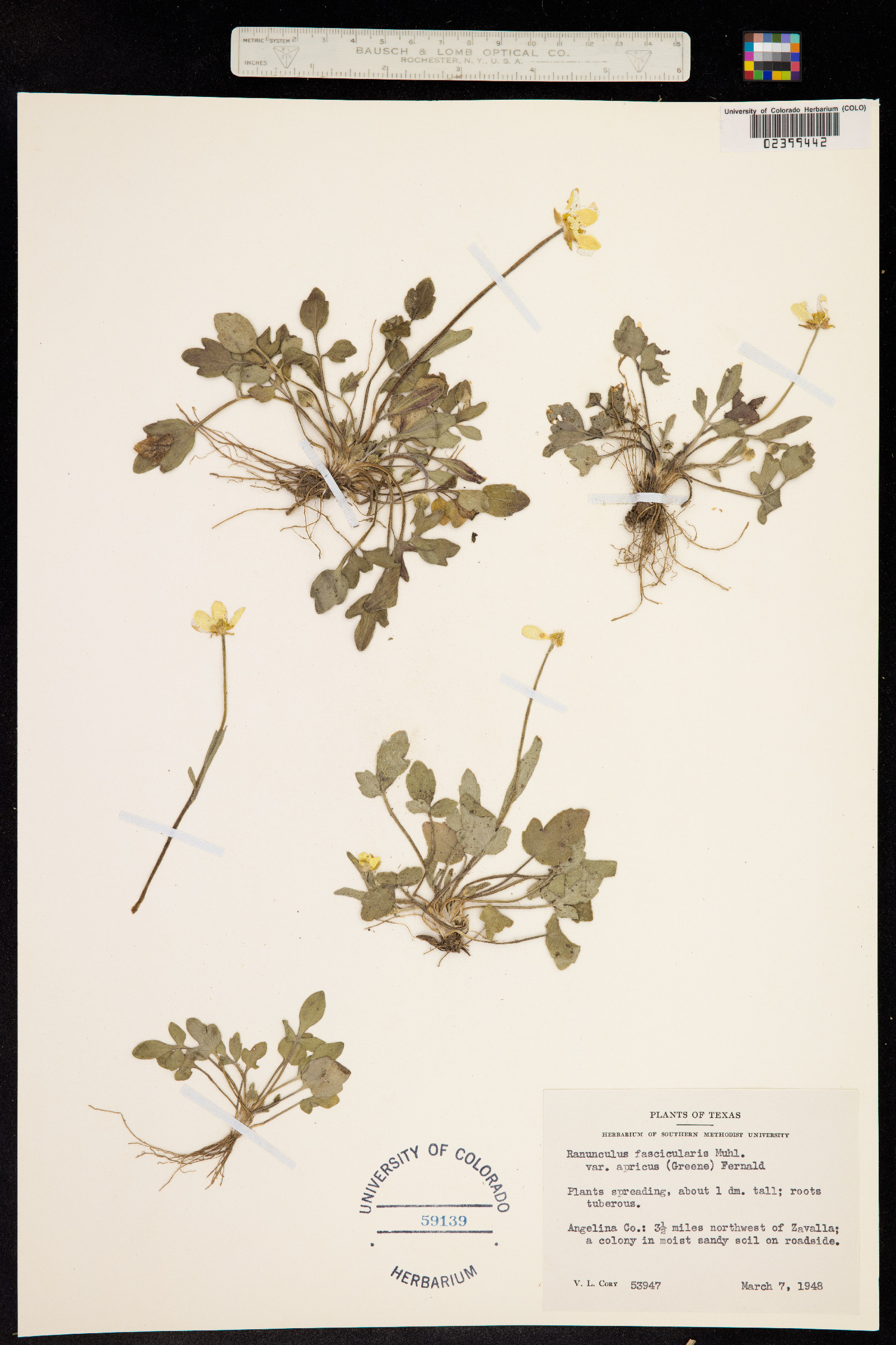Ranunculus fascicularis image