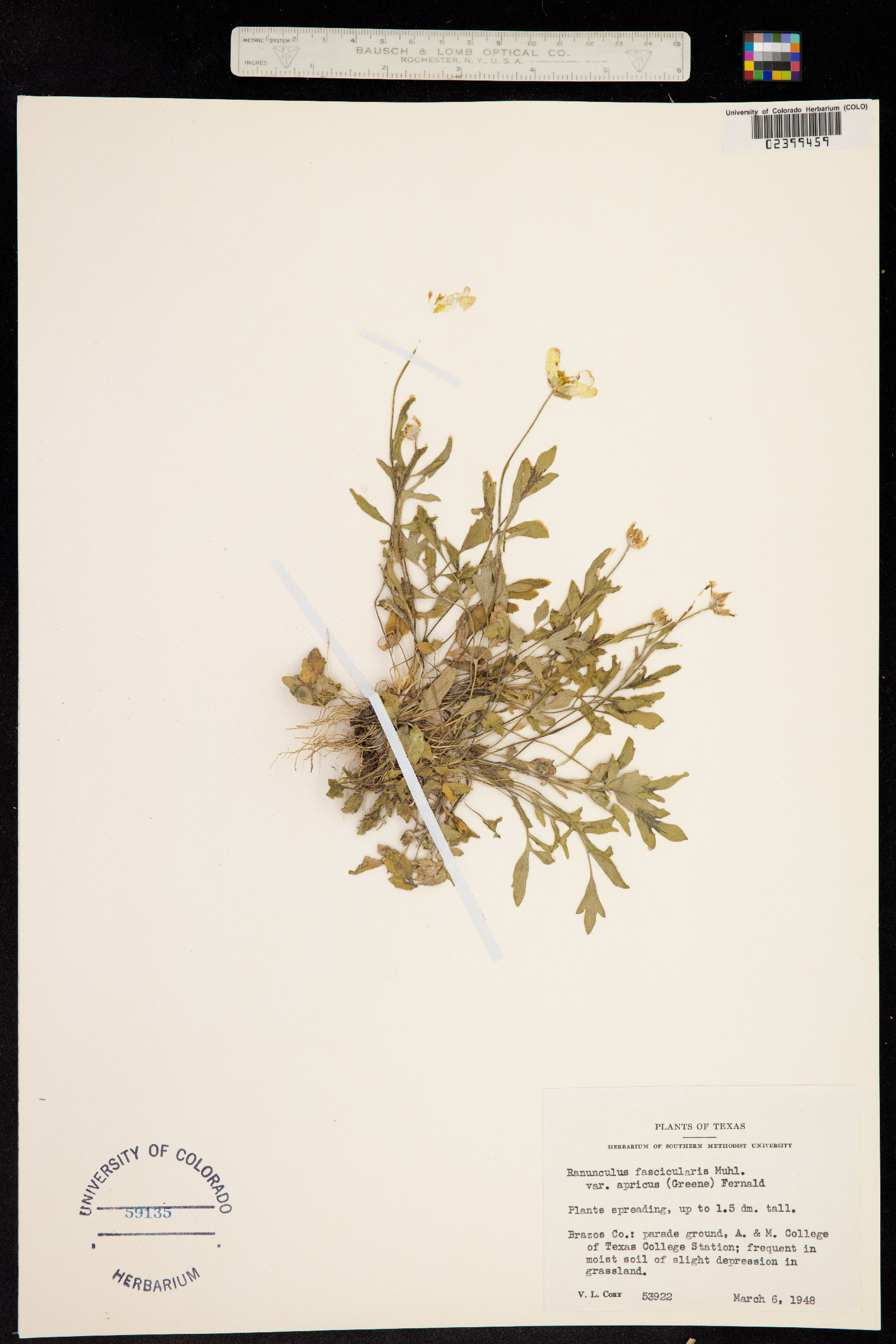 Ranunculus fascicularis image