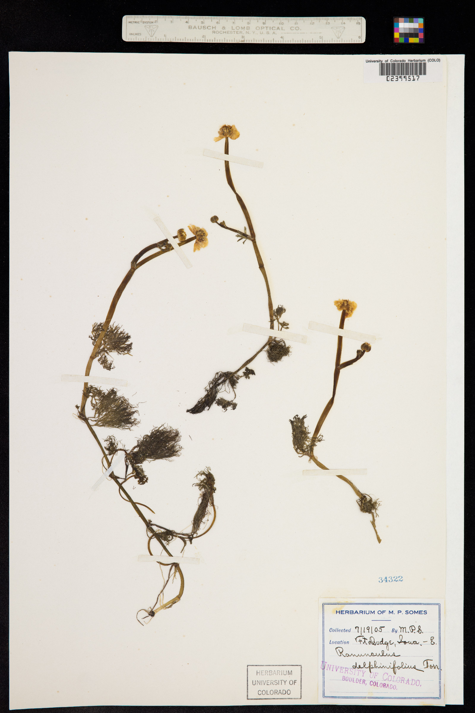 Ranunculus flabellaris image