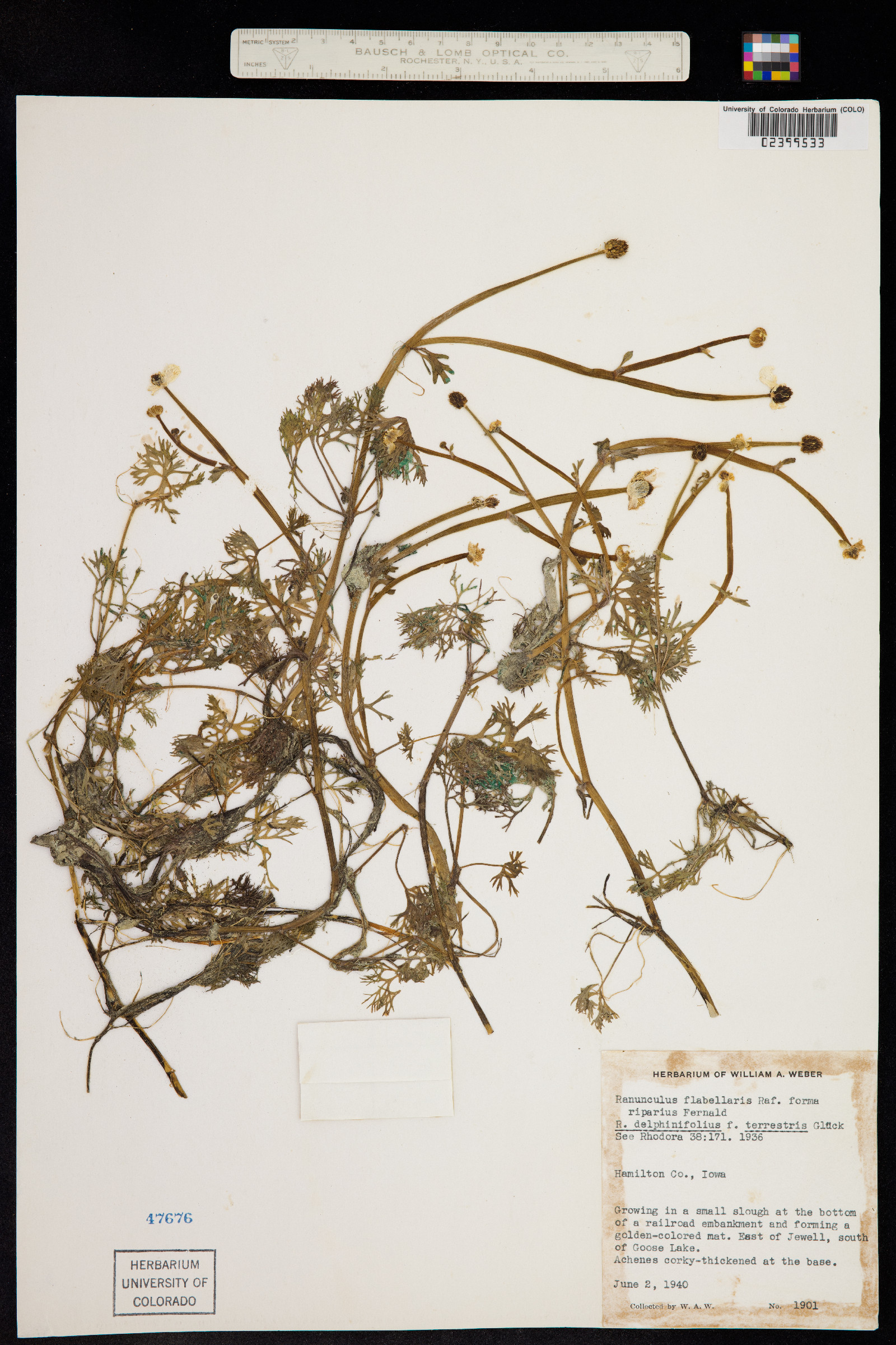 Ranunculus flabellaris image