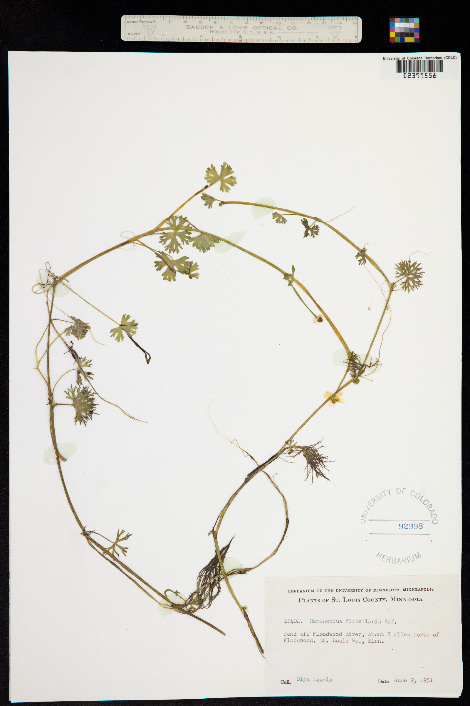Ranunculus flabellaris image