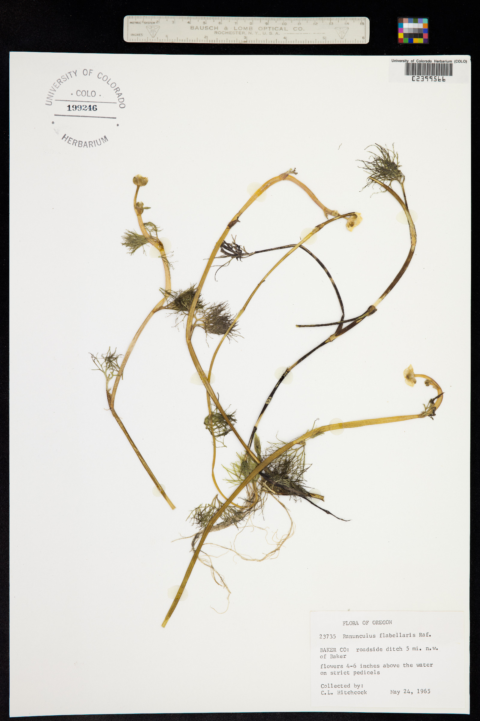 Ranunculus flabellaris image