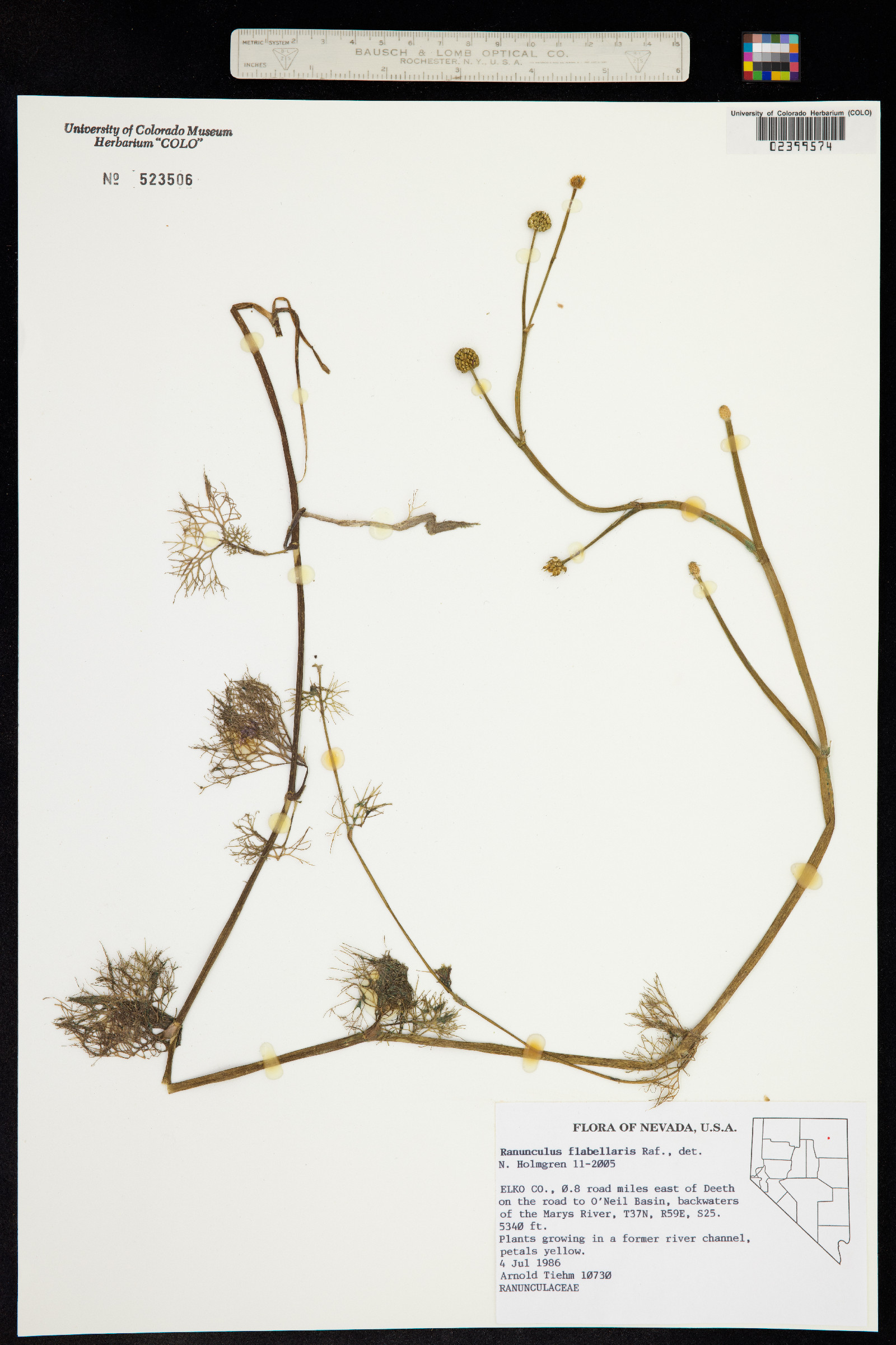 Ranunculus flabellaris image