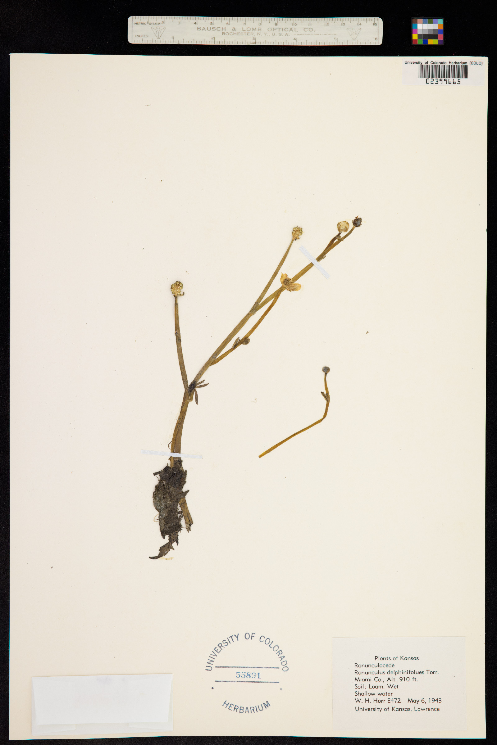 Ranunculus flabellaris image