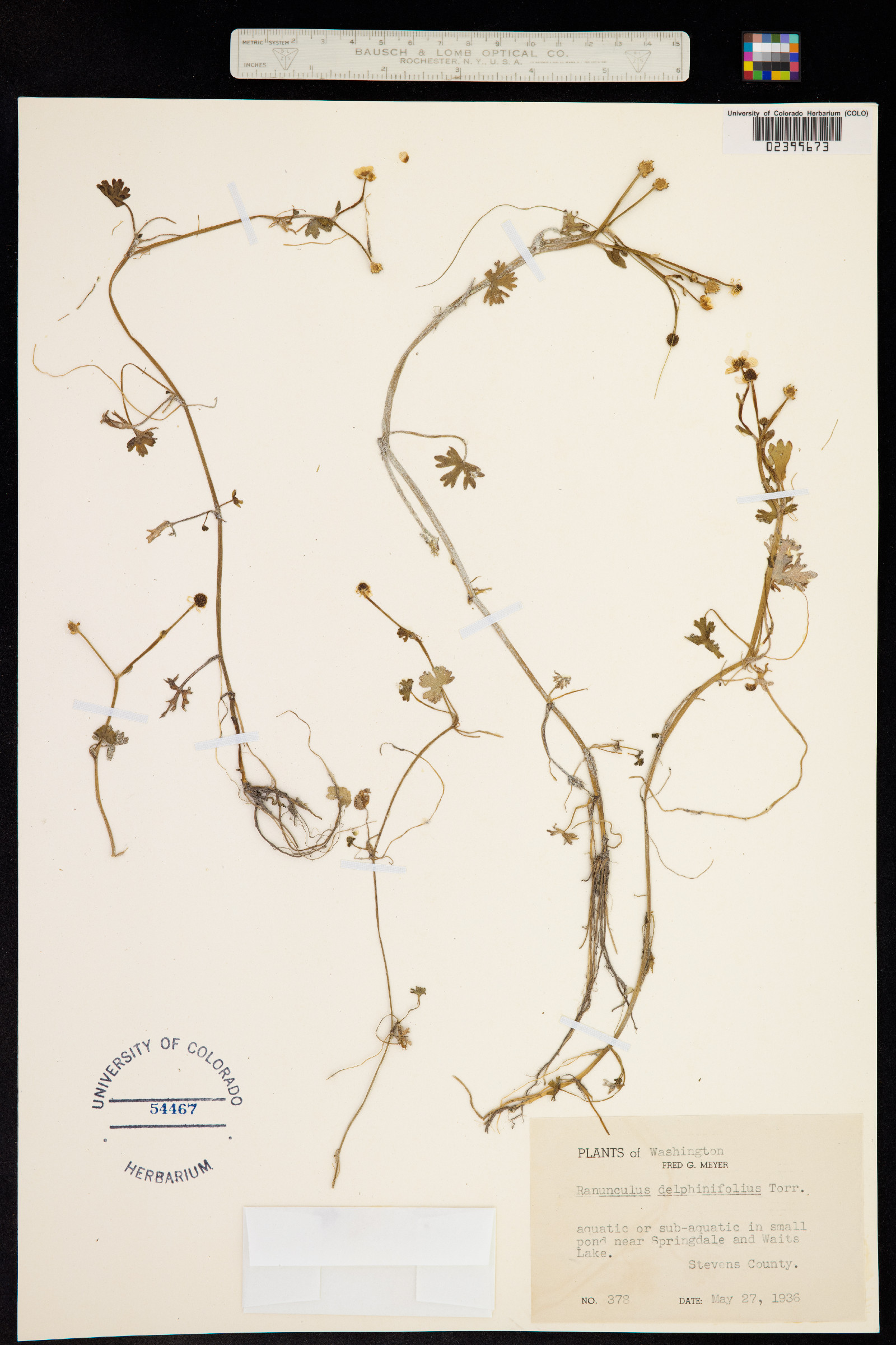 Ranunculus flabellaris image