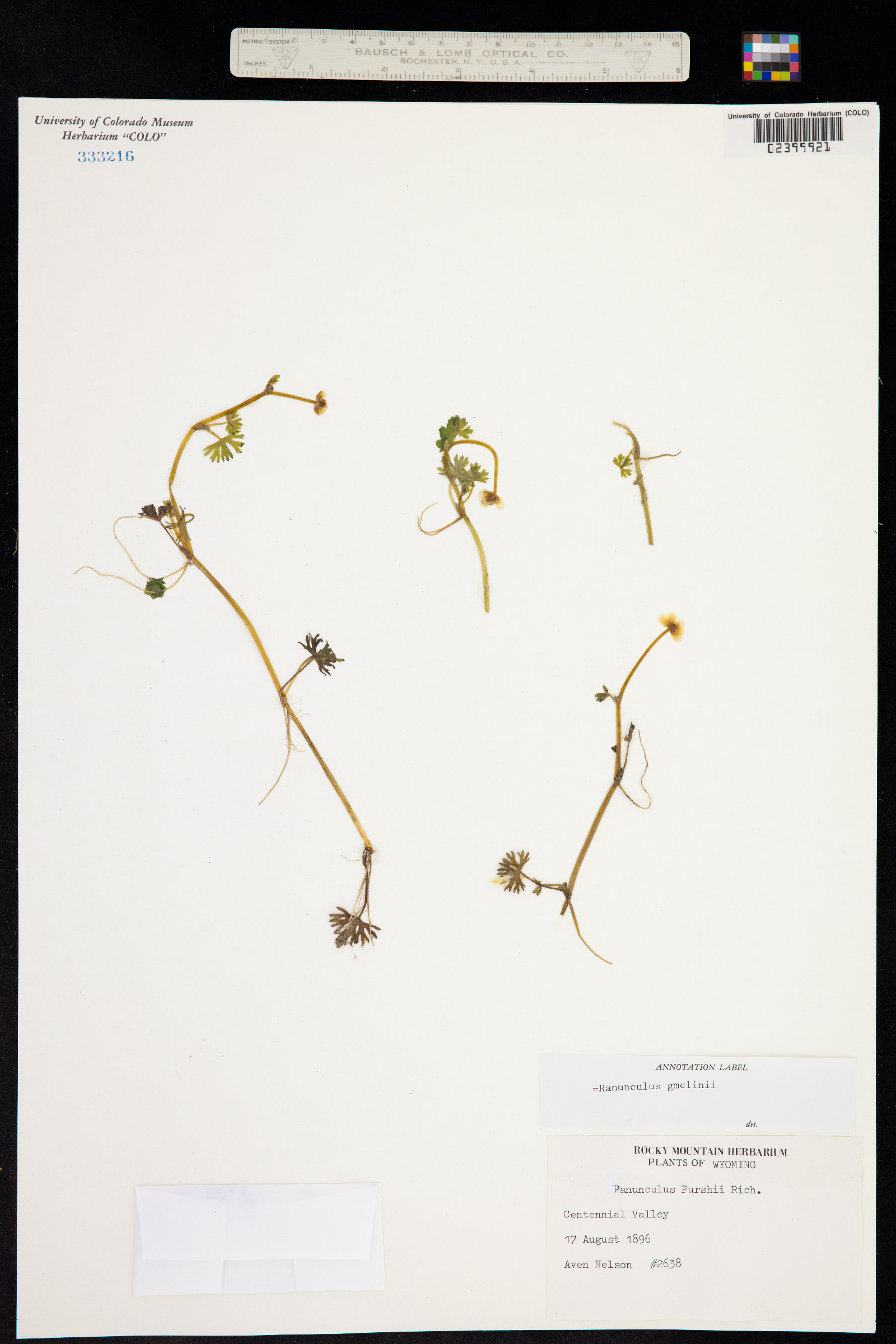 Ranunculus gmelinii image
