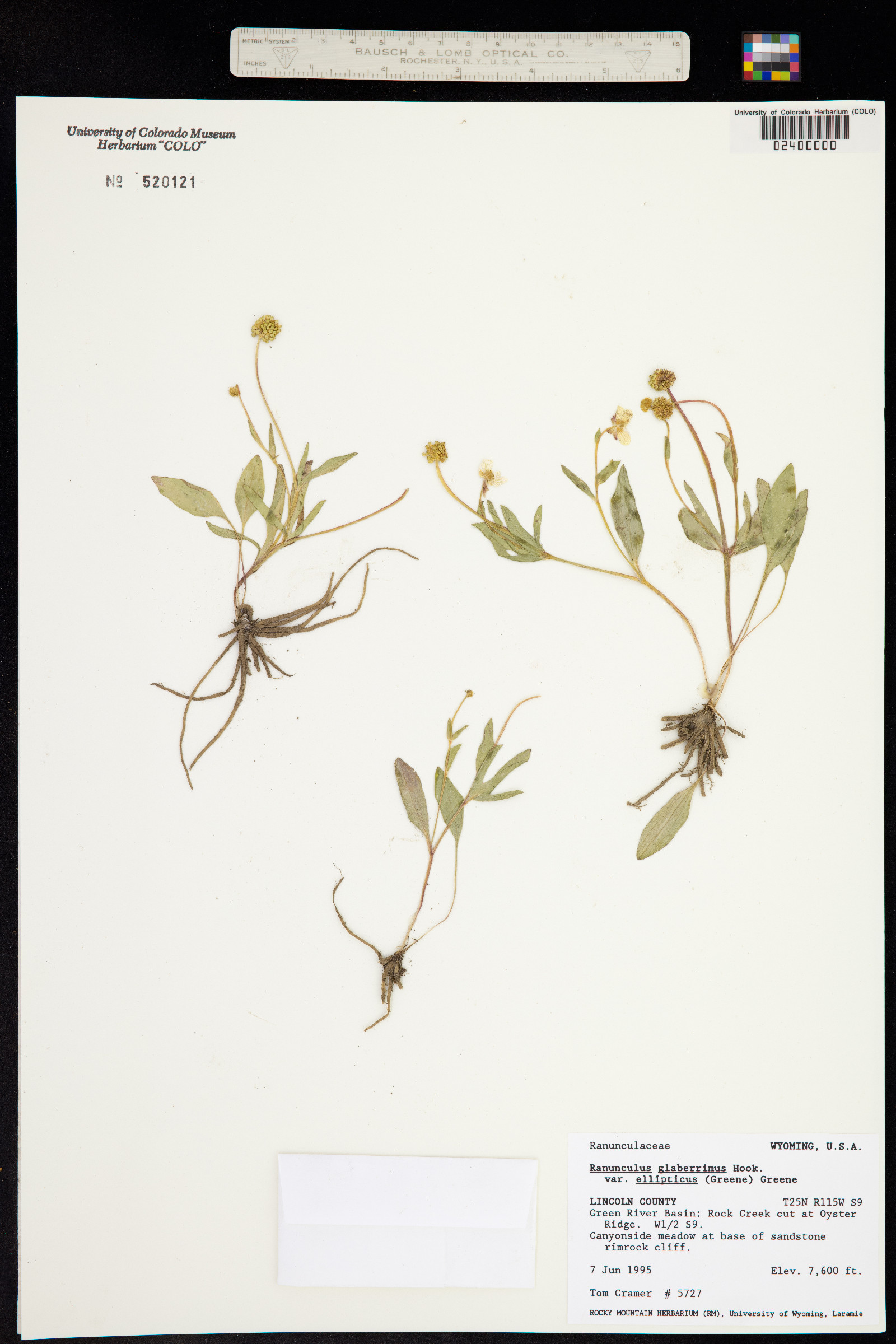 Ranunculus glaberrimus image