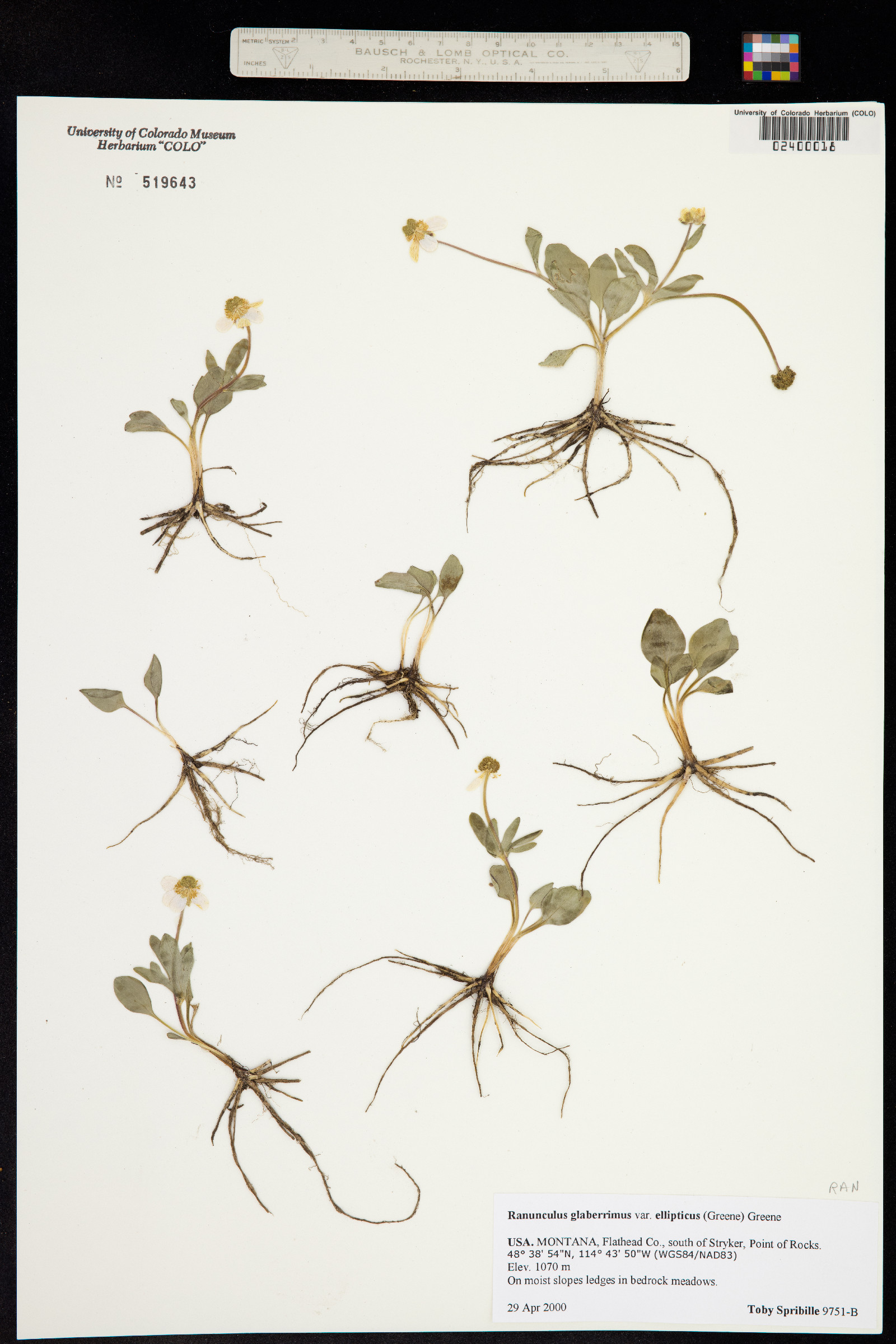 Ranunculus glaberrimus image