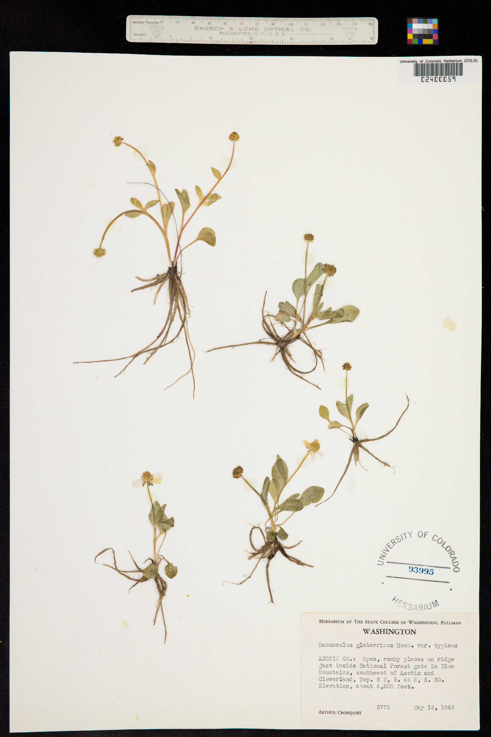 Ranunculus glaberrimus image