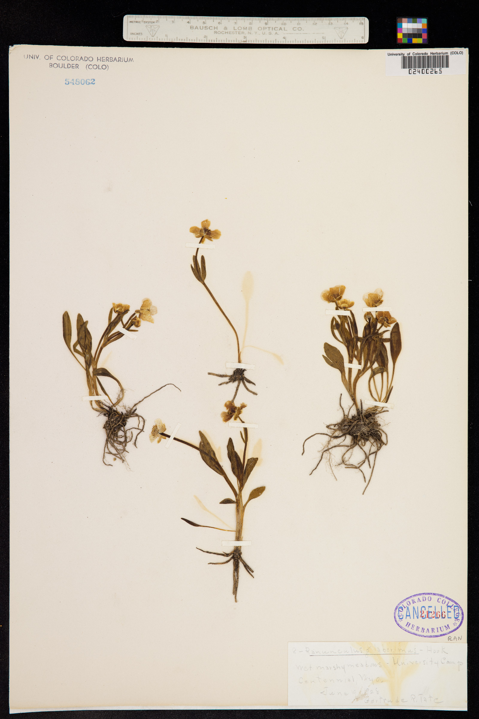 Ranunculus glaberrimus image