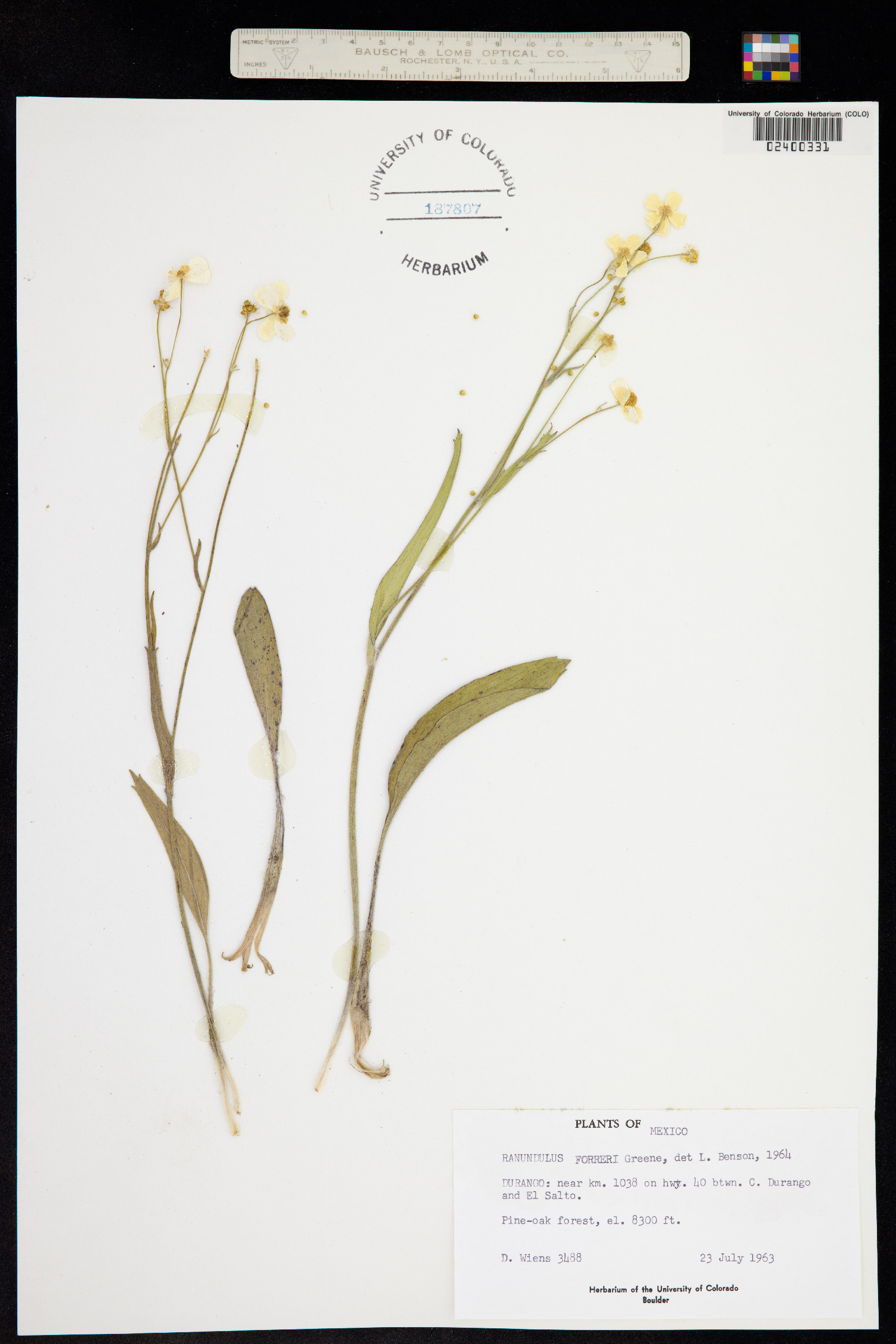 Ranunculus forreri image