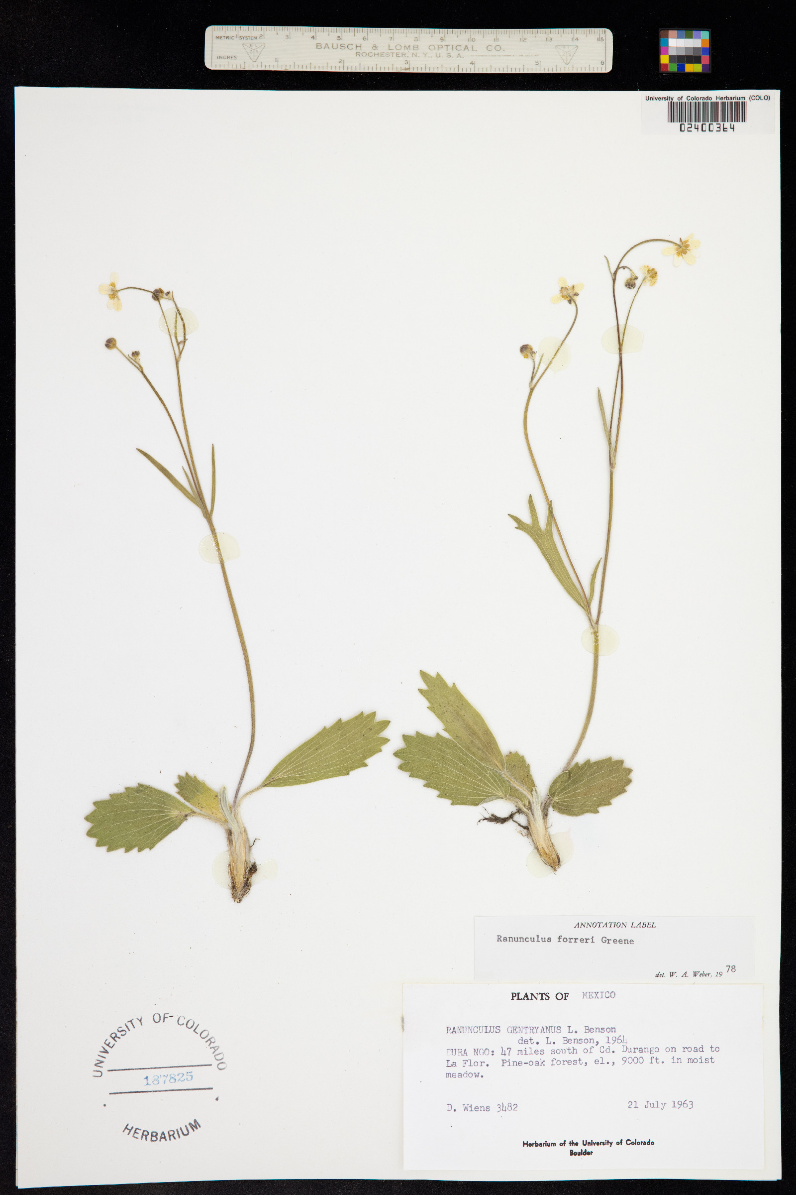 Ranunculus forreri image