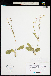 Ranunculus forreri image