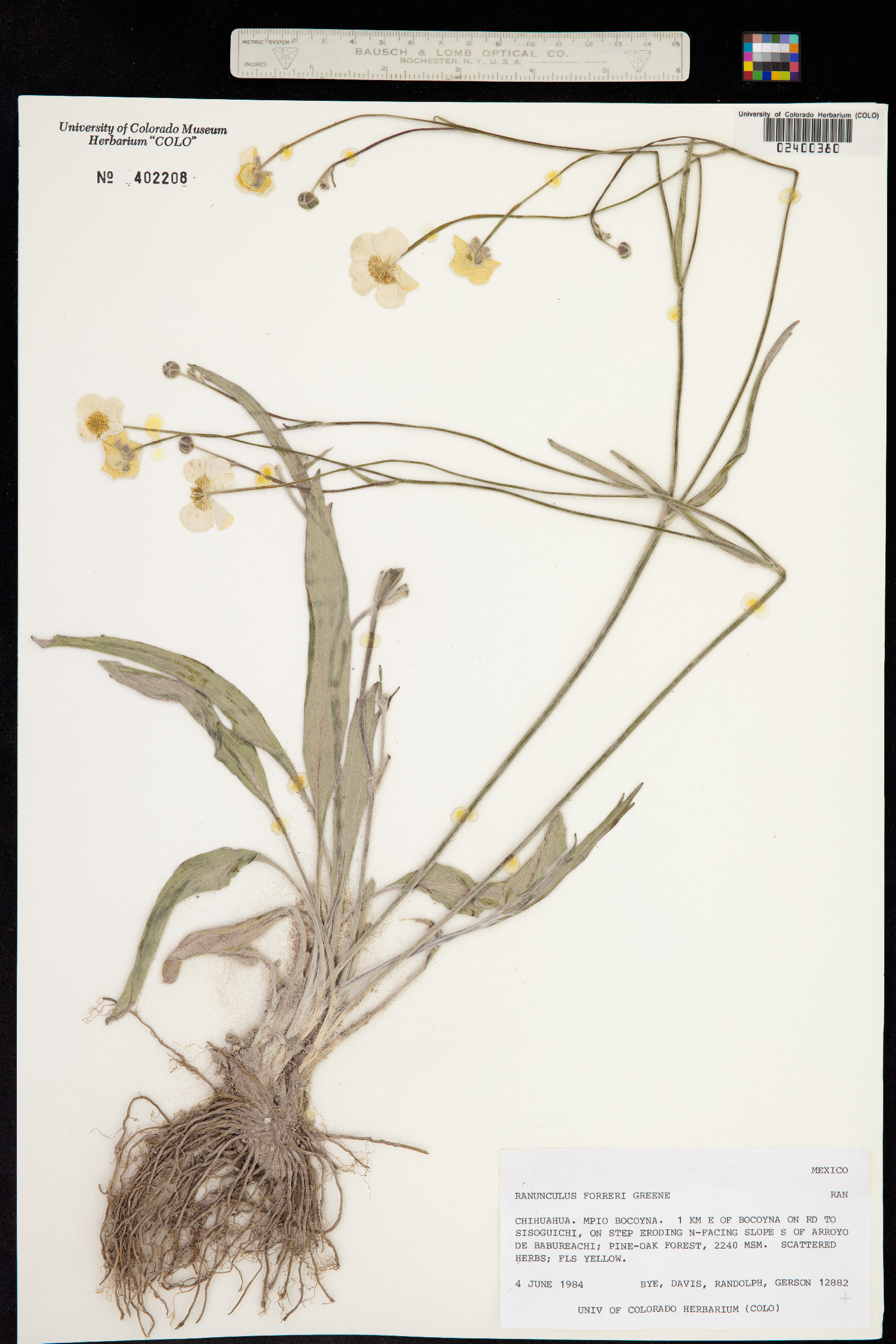 Ranunculus forreri image